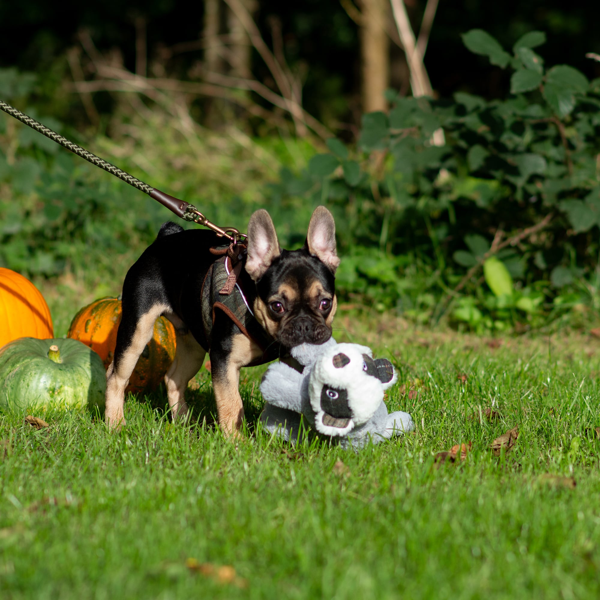 French bulldog with a plush toy on the green Heritage rope lead