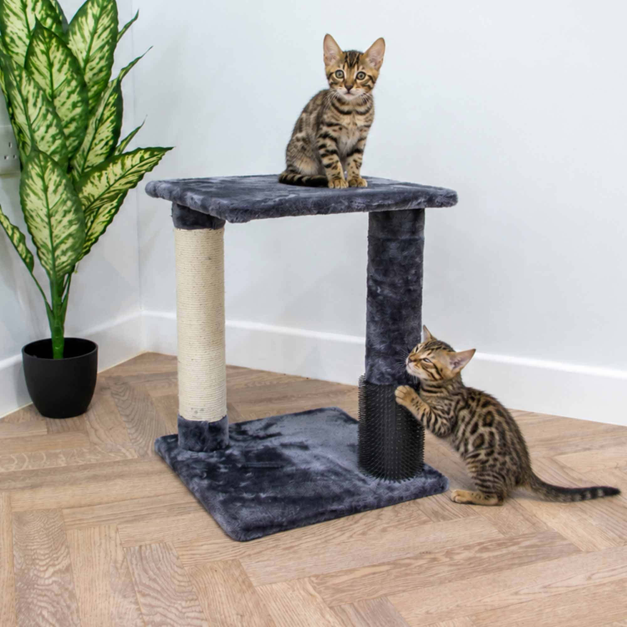 Bengal kitten sitting on top of the 2 pillar scratch post