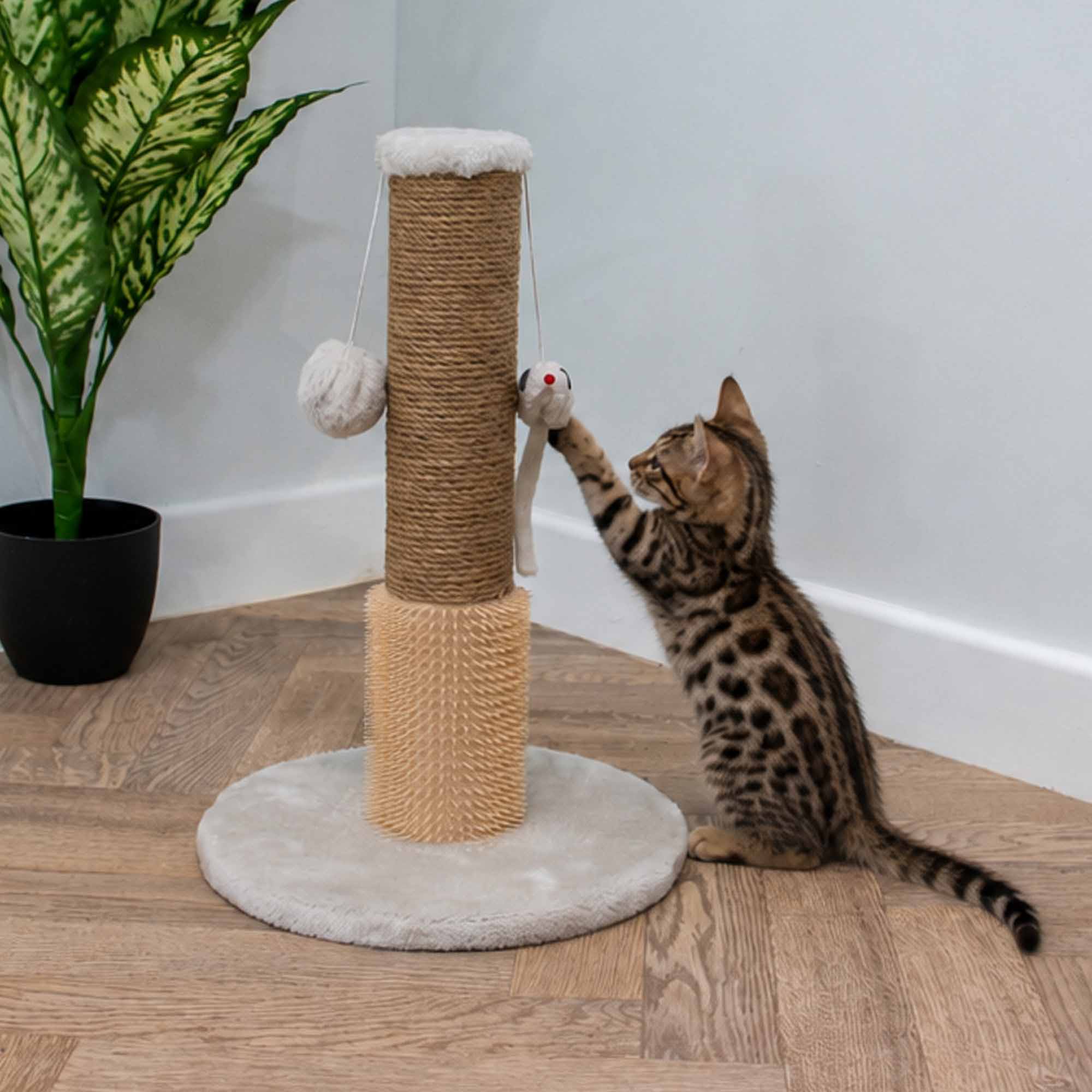 Bengal kitten batting the pompom on the Ancol scratch post