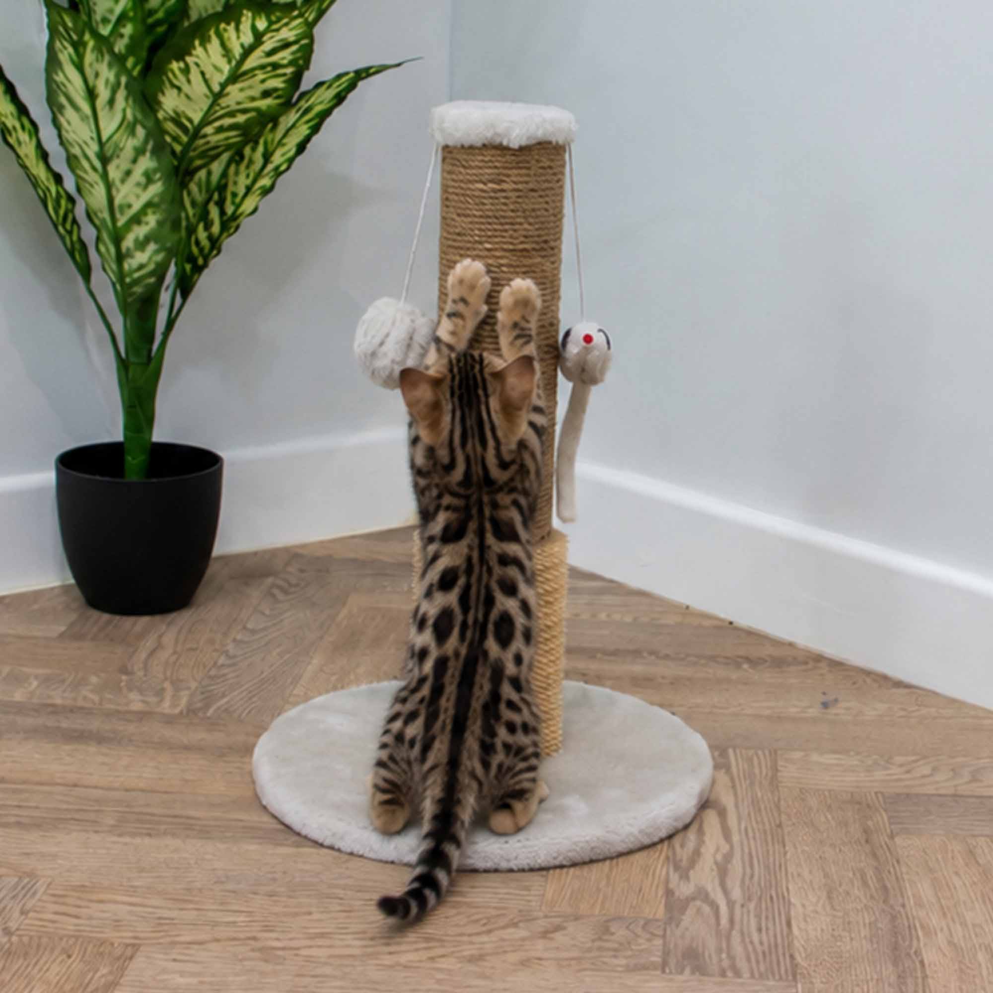 Bengal kitten stretching up the sisal post to reach the toys