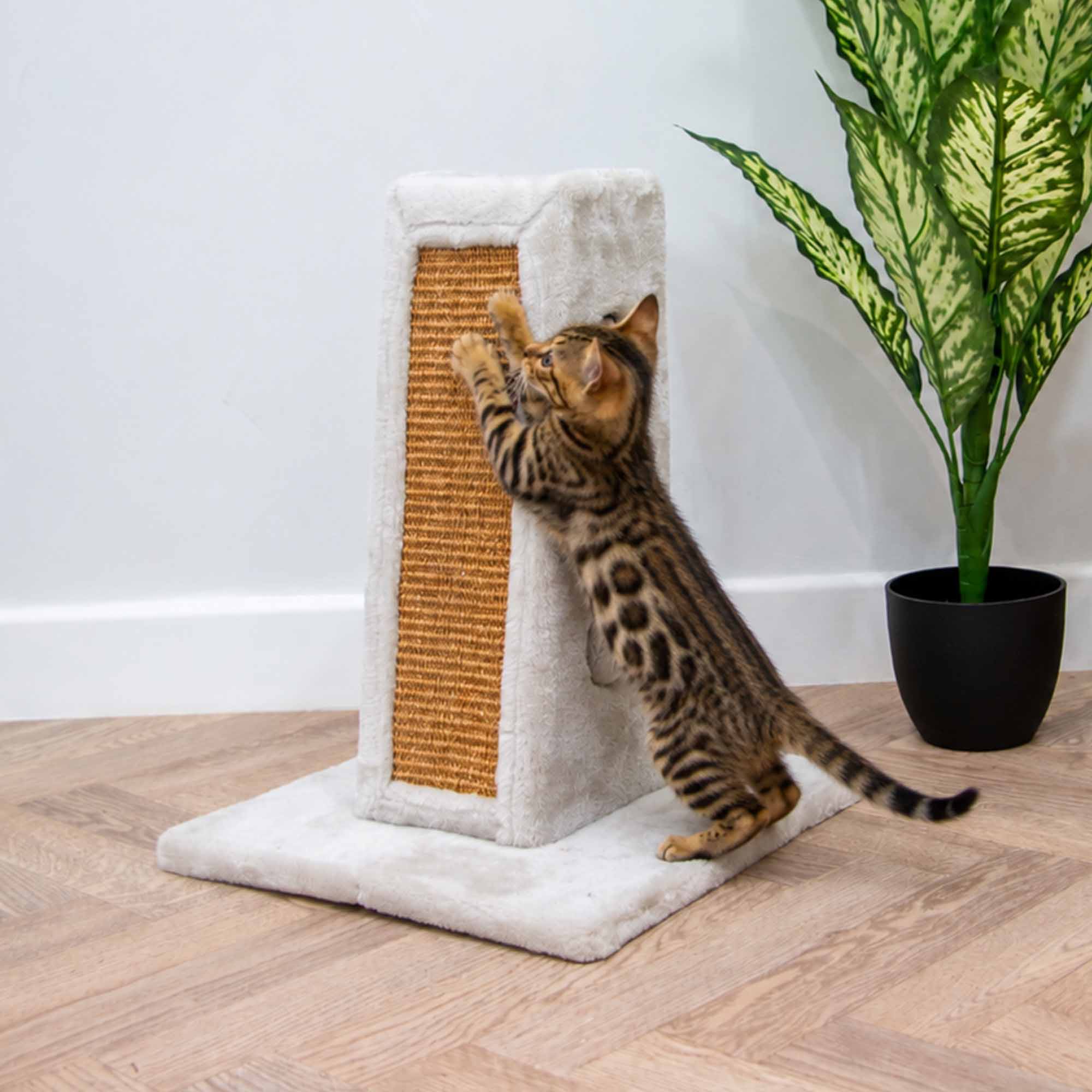Bengal cat scratching the sisal panel on the Ancol scratch tower