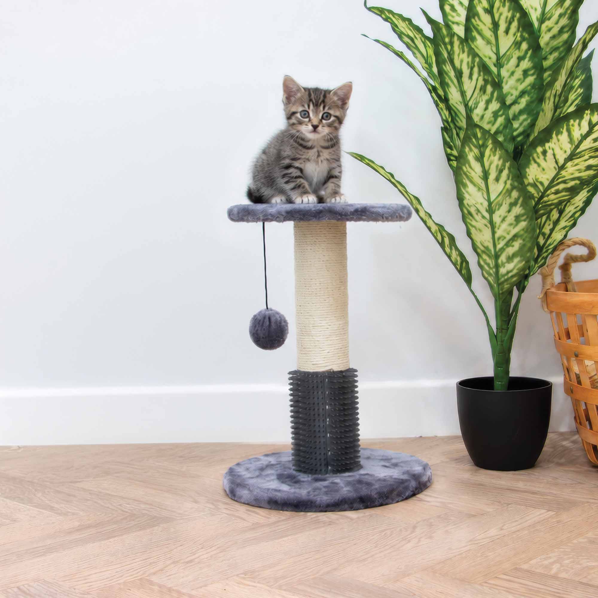Tabby kitten sitting on the platform of the Ancol grooming scratch post
