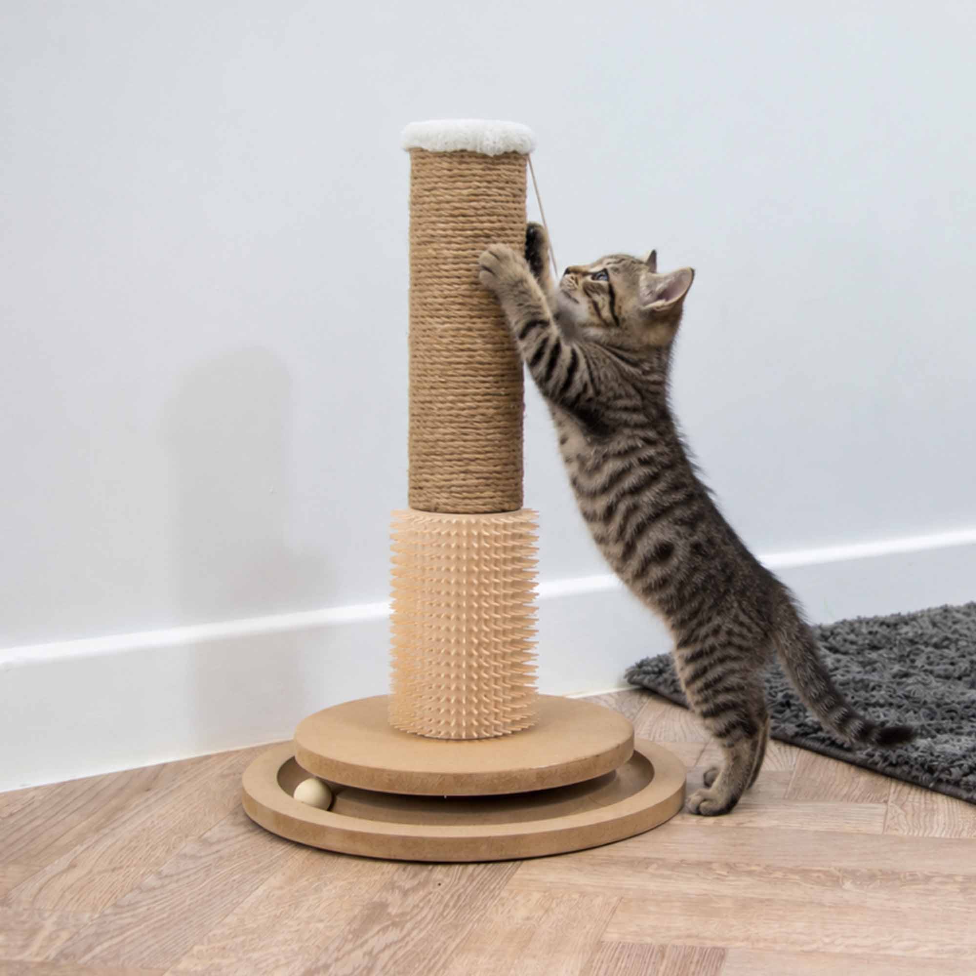 Tabby kitten stretching up the sisal post of the enrichment scratch post