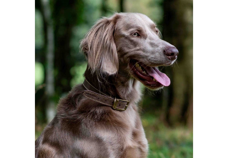 Ancol Timberwolf Leather Collar Sable, Size 2 (26-31cm) - detail