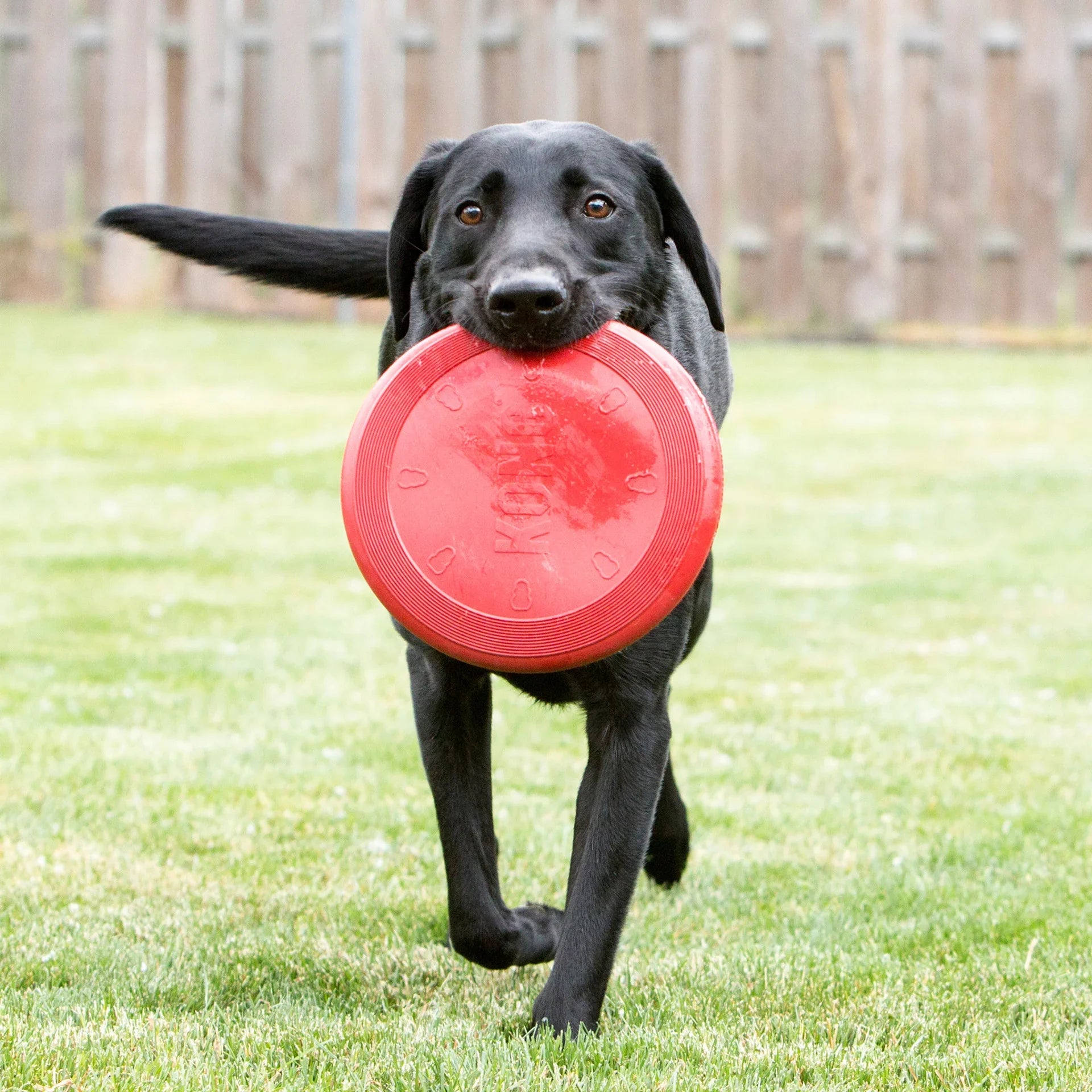 KONG Flyer – Dog Toy (Small, Red)