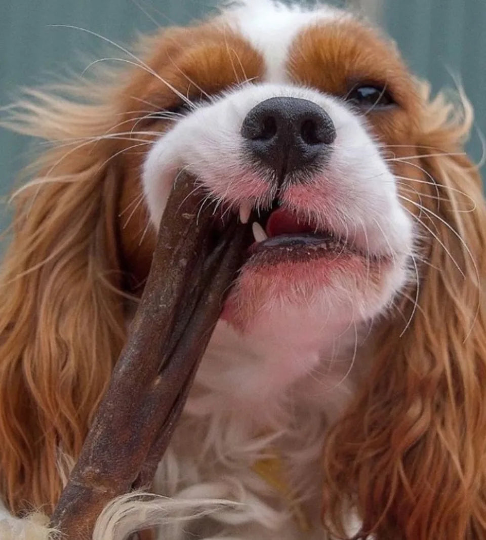 Anco Naturals Deer Hide Roll Dog Treat – 100% Natural, Hypoallergenic Chew