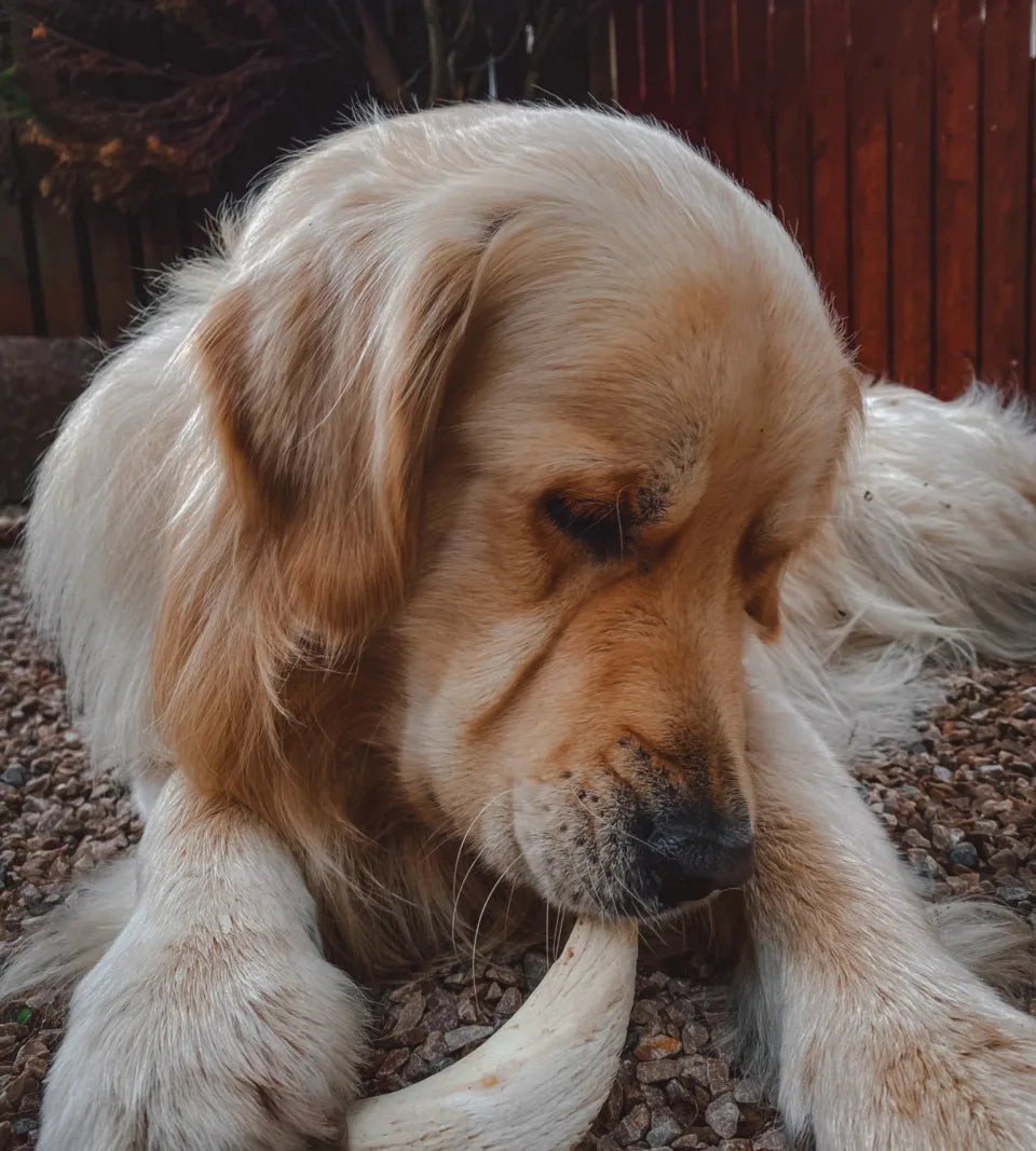 Anco Naturals Lamb Horn Marrow Dog Treat – 100% Natural, Fat-Free Chew