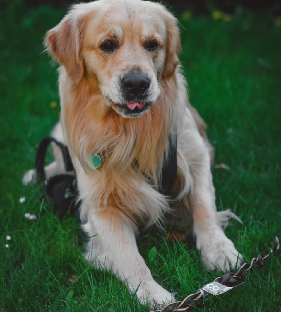 Anco Naturals Giant Camel Braid Dog Treat – 100% Natural, High-Protein Long-Lasting Chew
