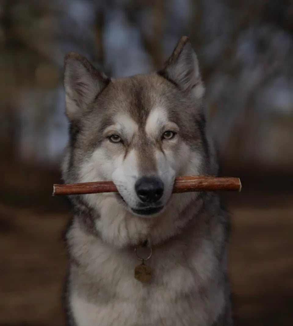 Anco Bully Pizzle Large Dog Treats – 100% Beef, High Protein Chews