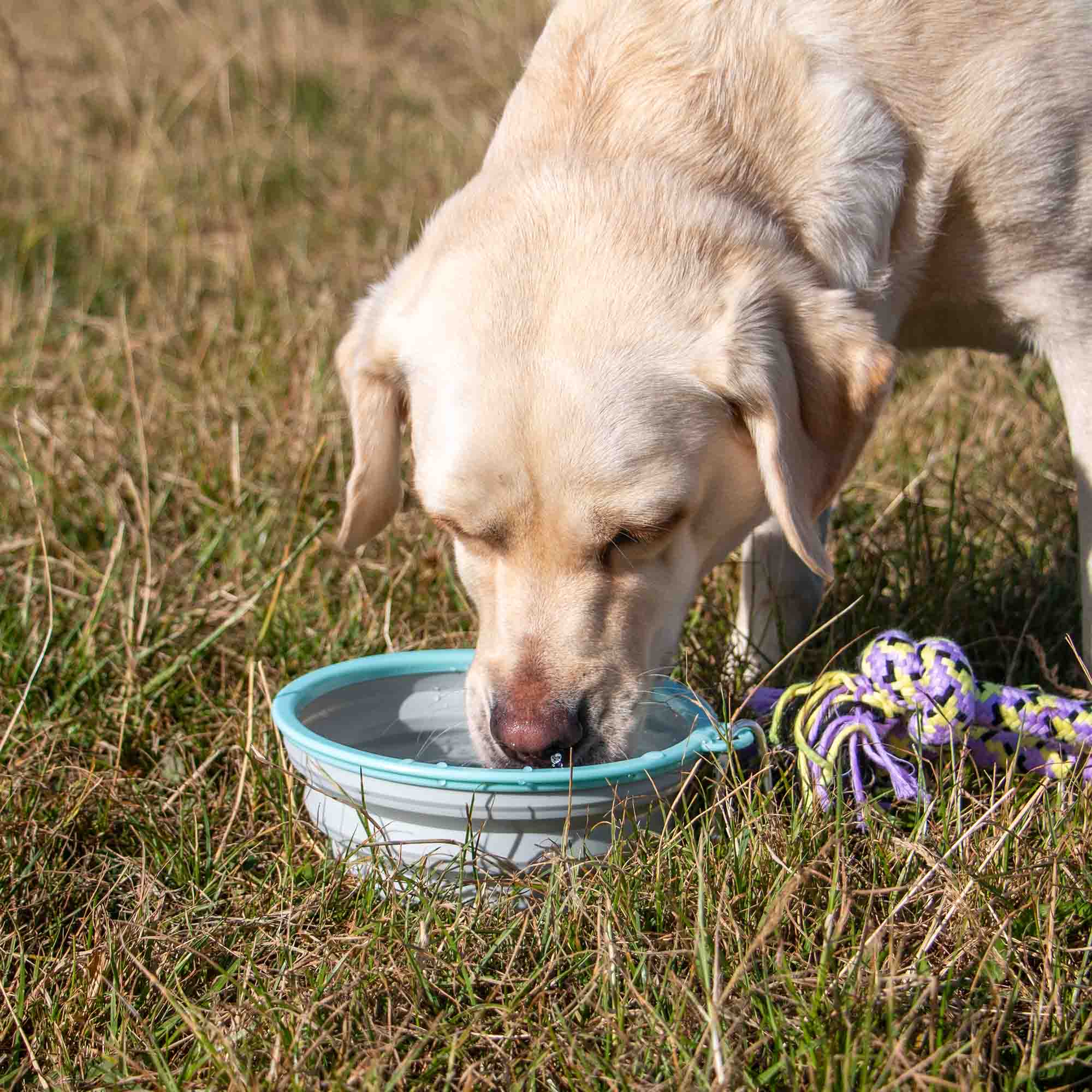 Yellow Labrador drinking from the collapsible travel bowl on grass