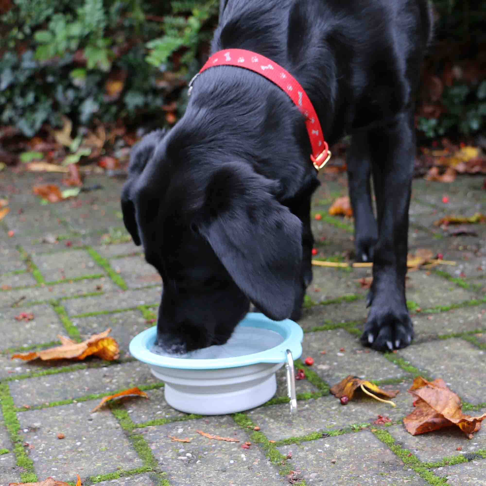 Black Labrador drinking from a collapsible travel bowl on paving