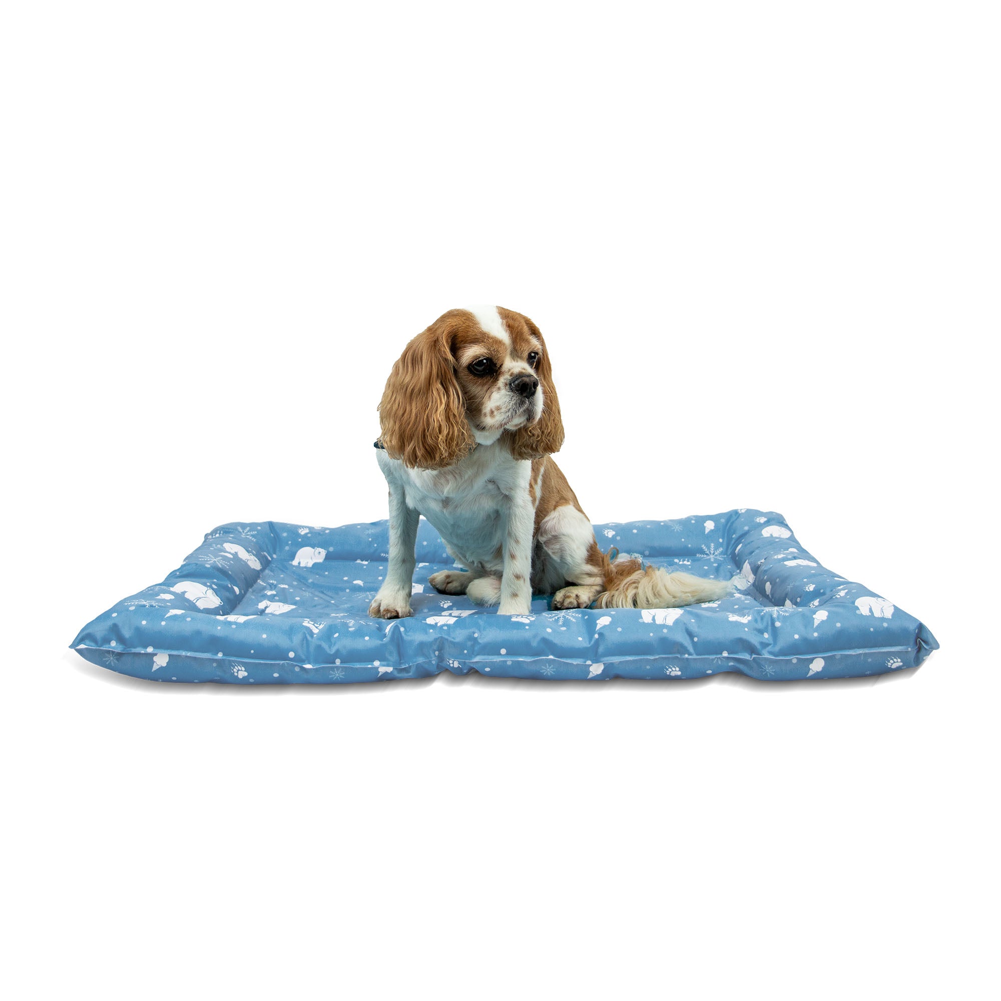 Cavalier King Charles spaniel sitting on the blue Ancol Ice Paws cooling bed