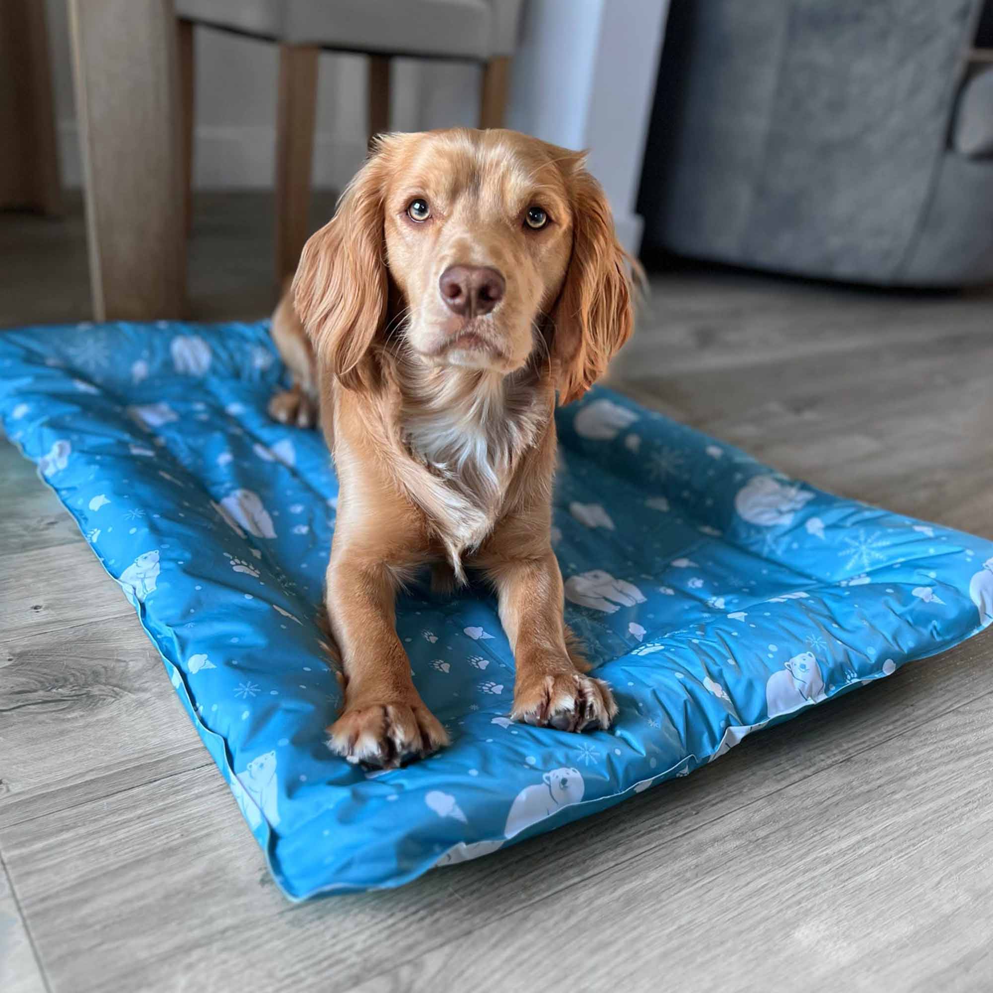 Spaniel lying on the Ice Paws cooling bed on a wooden floor
