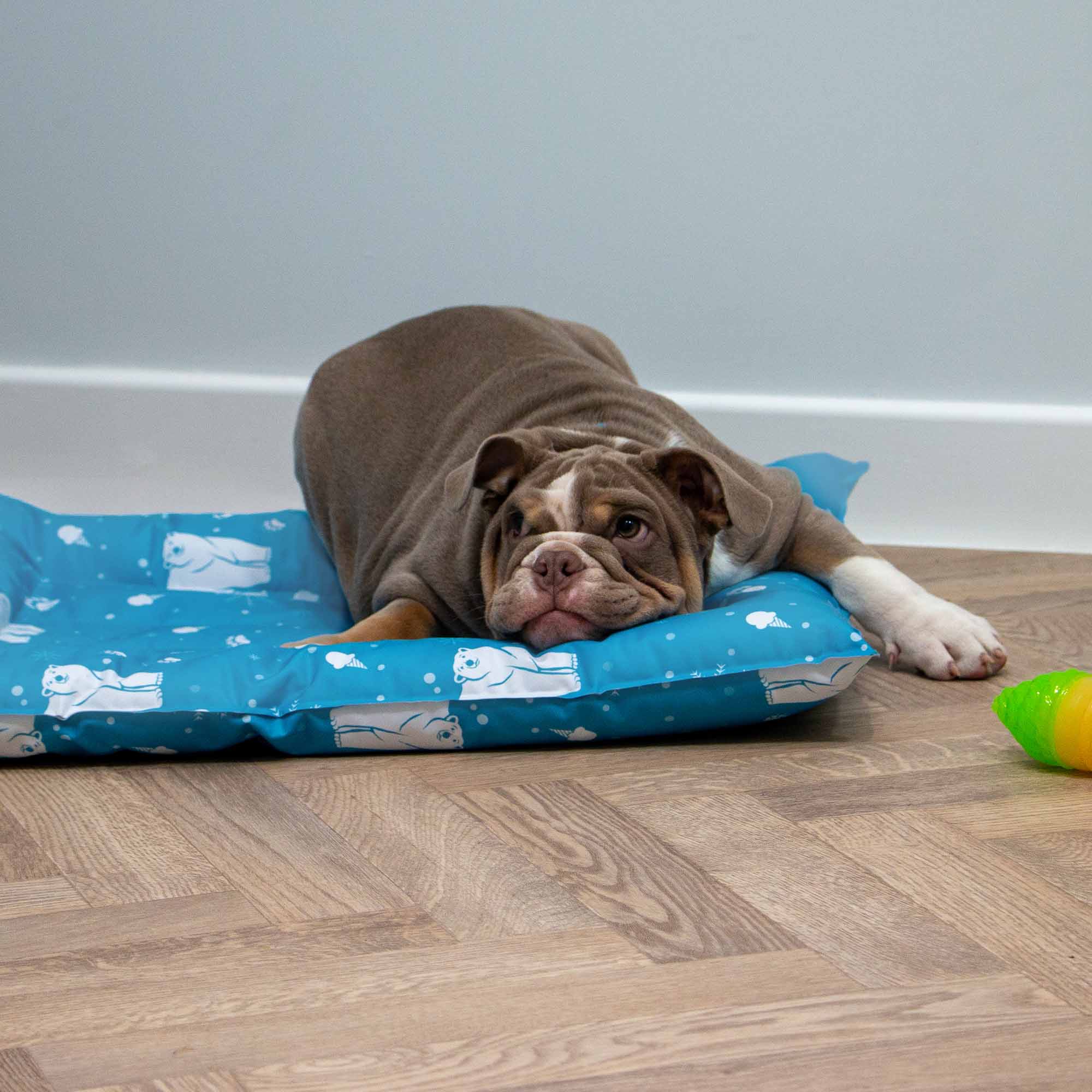 Bulldog resting on the blue Ice Paws cooling bed indoors