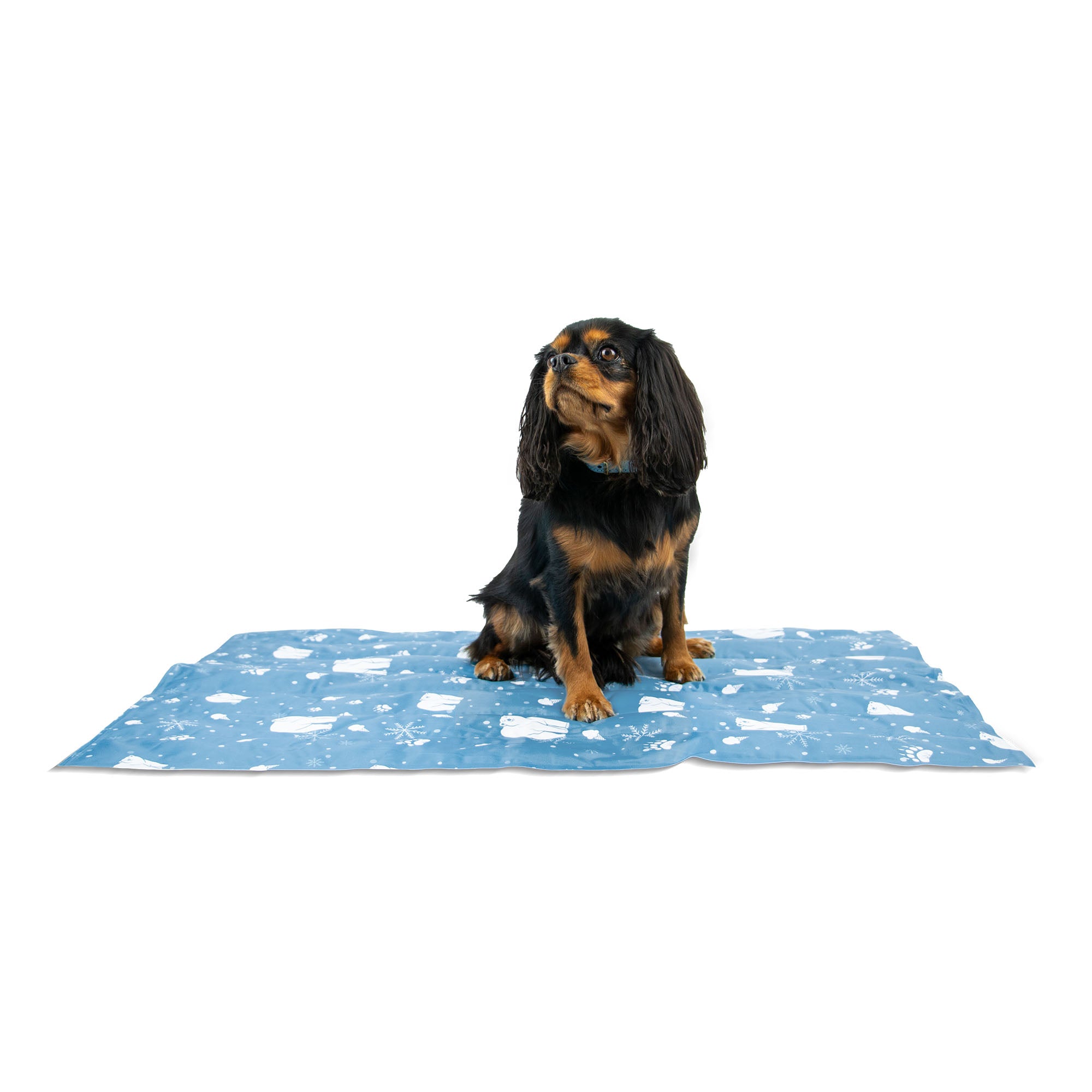 Black and tan Cavalier sitting on the flat blue Ice Paws cooling mat