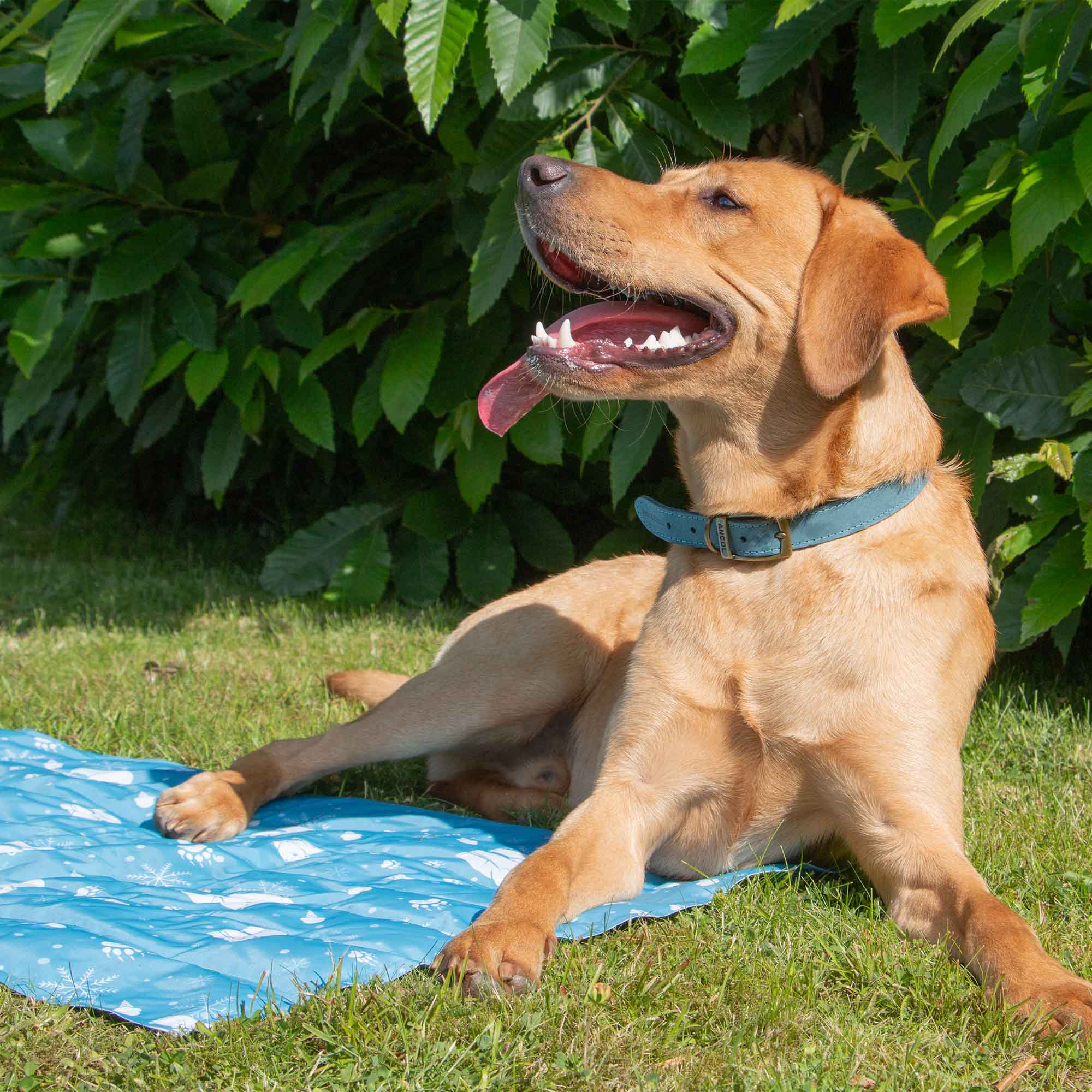 Fox red Labrador lying on the Ice Paws cooling mat on grass
