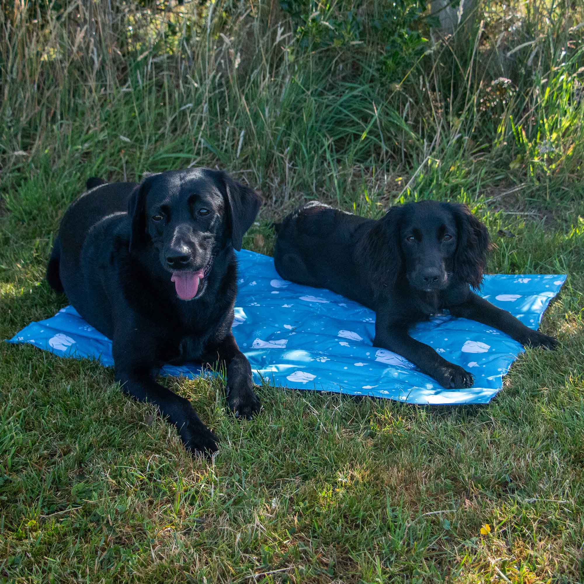 Two black dogs sharing the Ice Paws cooling mat outdoors