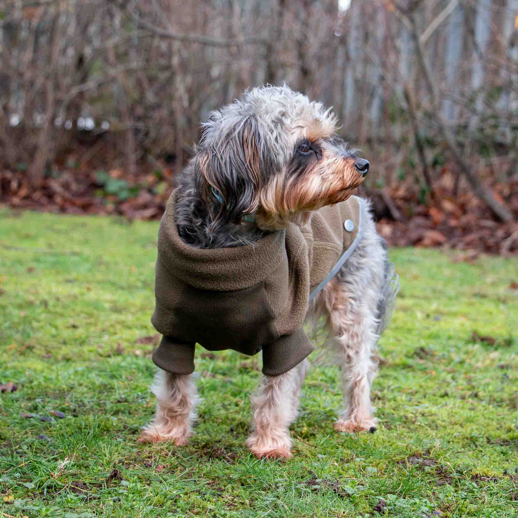 Small terrier wearing a khaki polar fleece dog jumper on grass