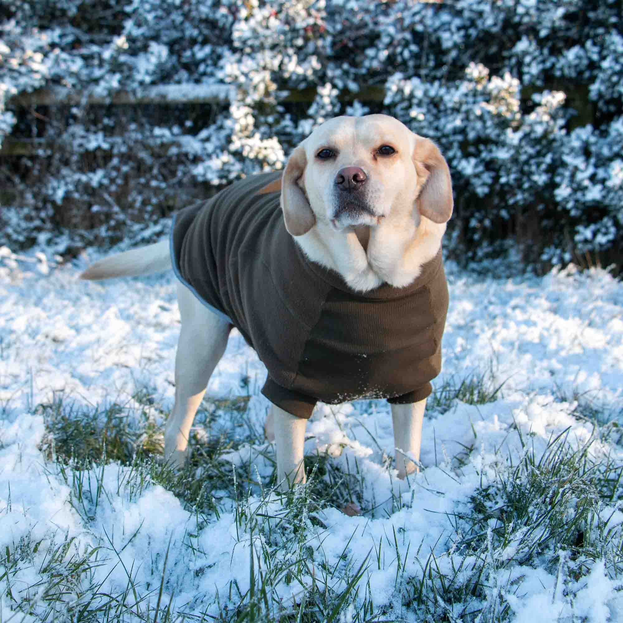 Labrador in a khaki Snug Fit fleece jumper standing in snow