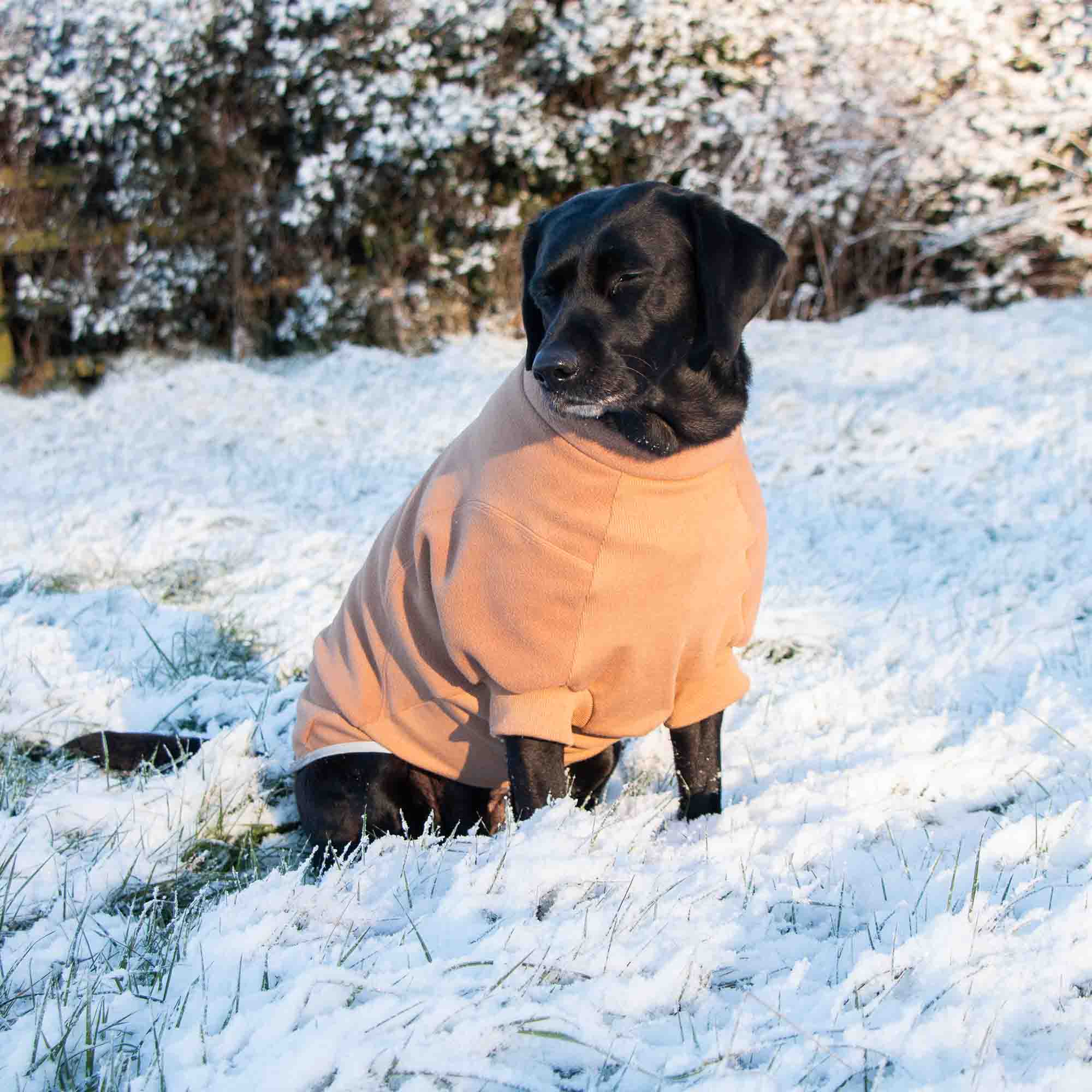 Black Labrador in a camel Snug Fit fleece jumper sitting in snow