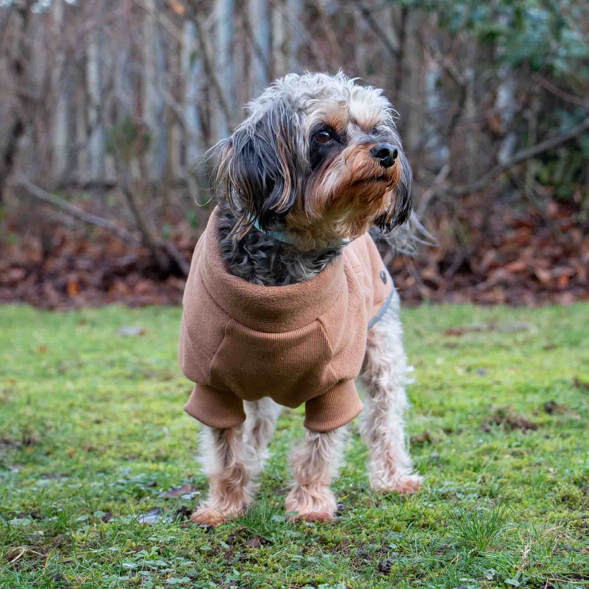 Small shaggy terrier wearing a camel polar fleece dog jumper on grass