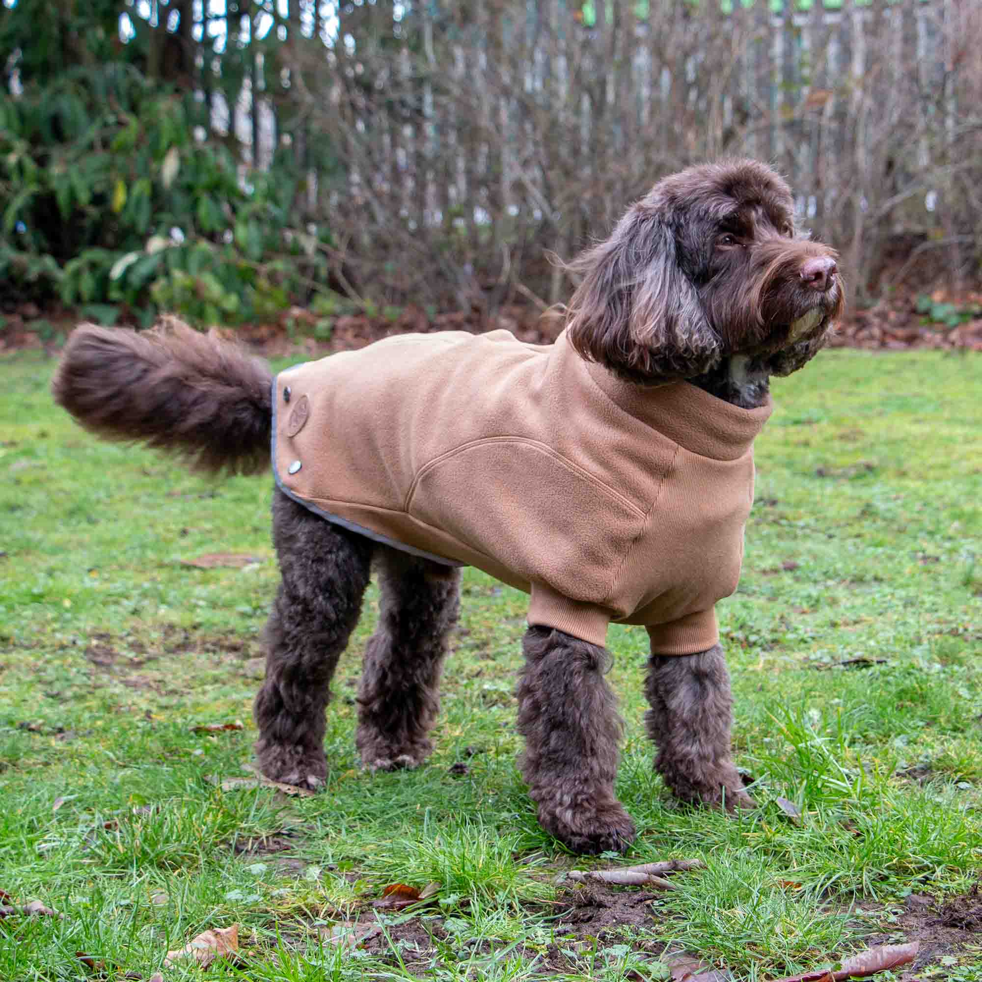 Brown curly-coated dog in the camel Snug Fit jumper on a lawn