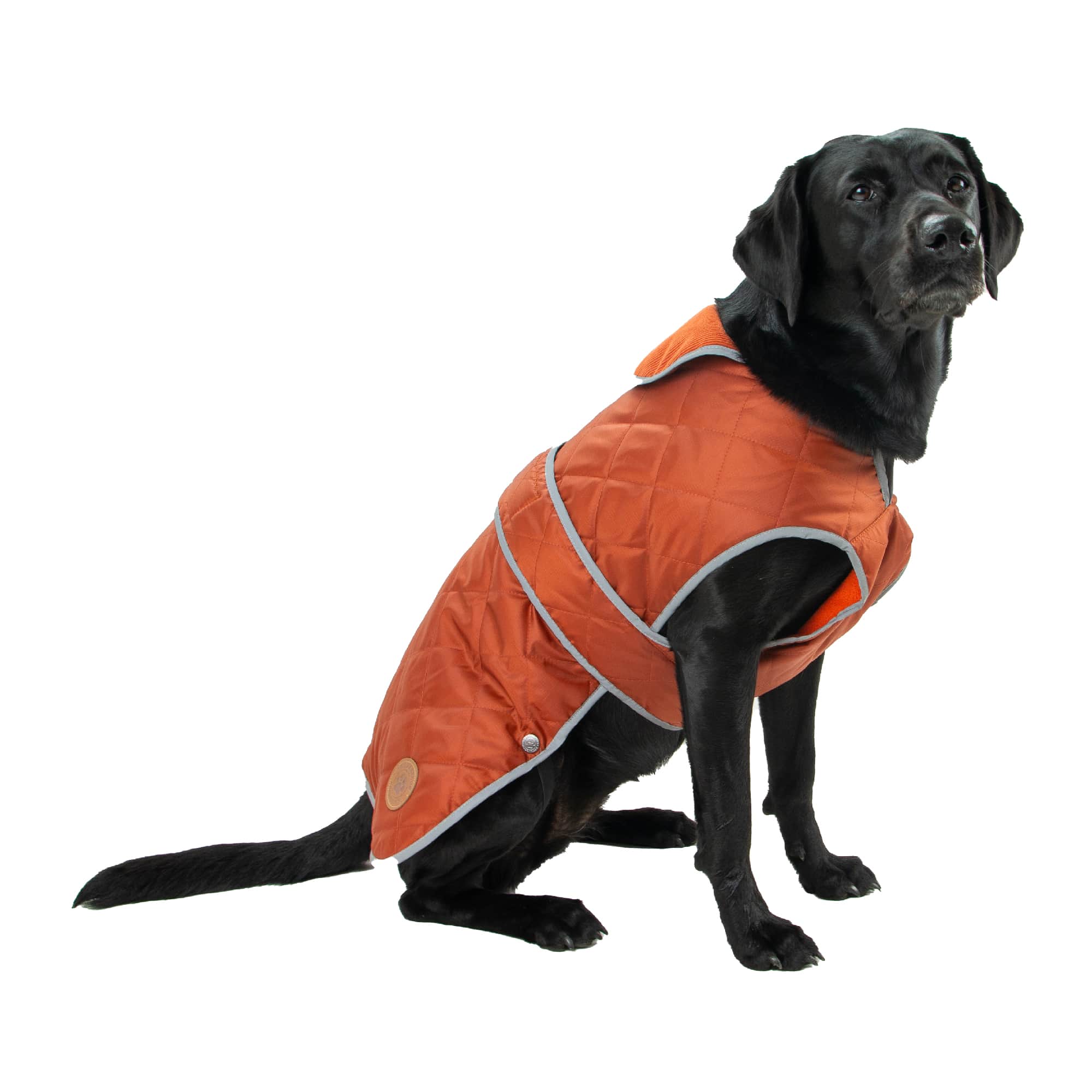 Black Labrador wearing the Ancol Heritage quilted dog coat in terracotta, side view