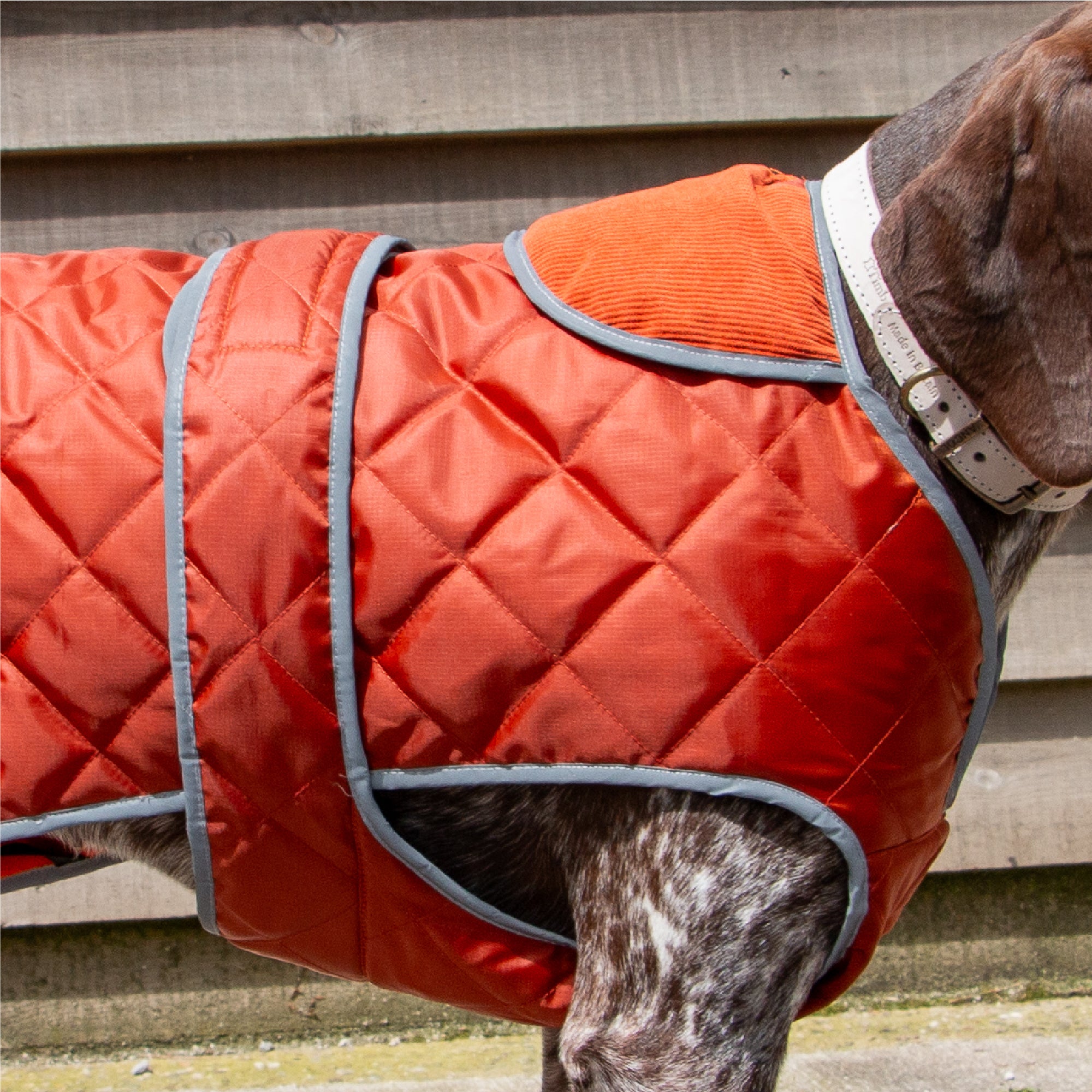Terracotta Heritage quilted coat on a pointer, showing the fleece-lined collar