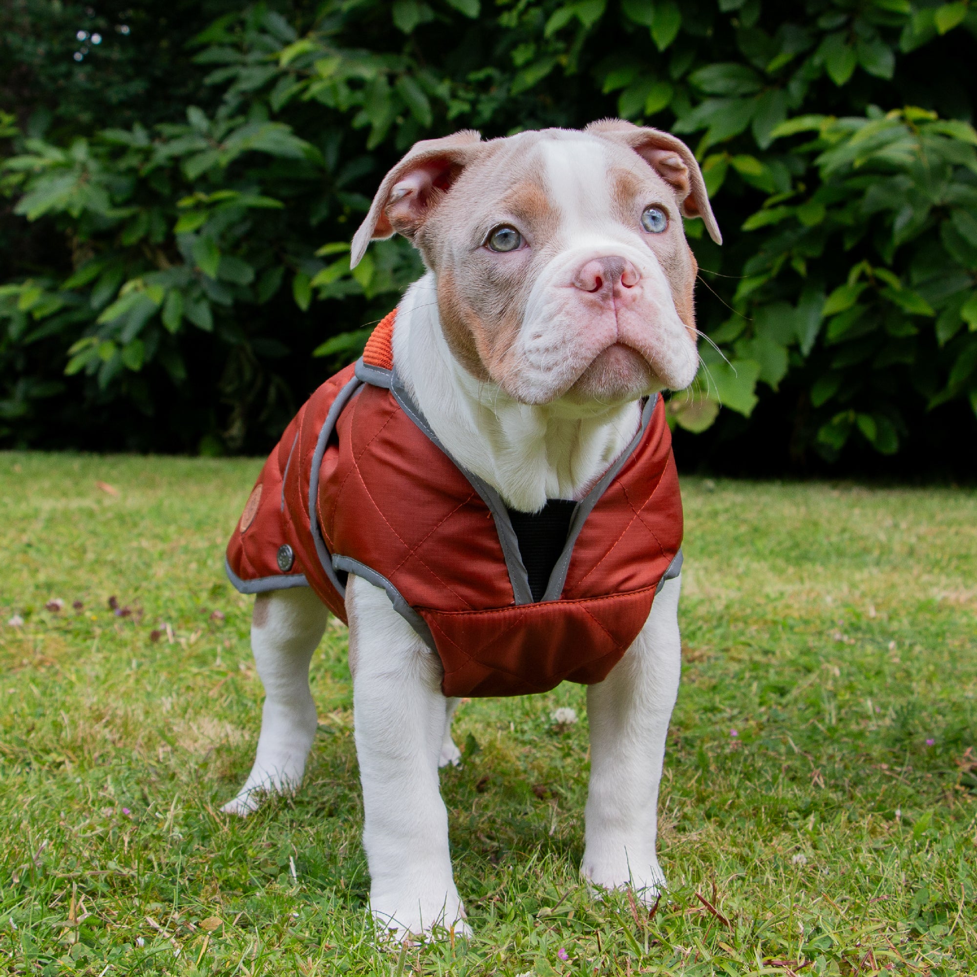 Bulldog puppy in the terracotta quilted coat, showing the chest protector