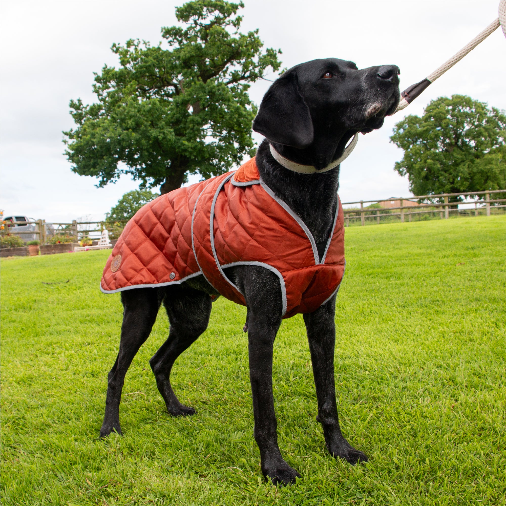 Black pointer-type dog on a lead in the terracotta Heritage quilted coat