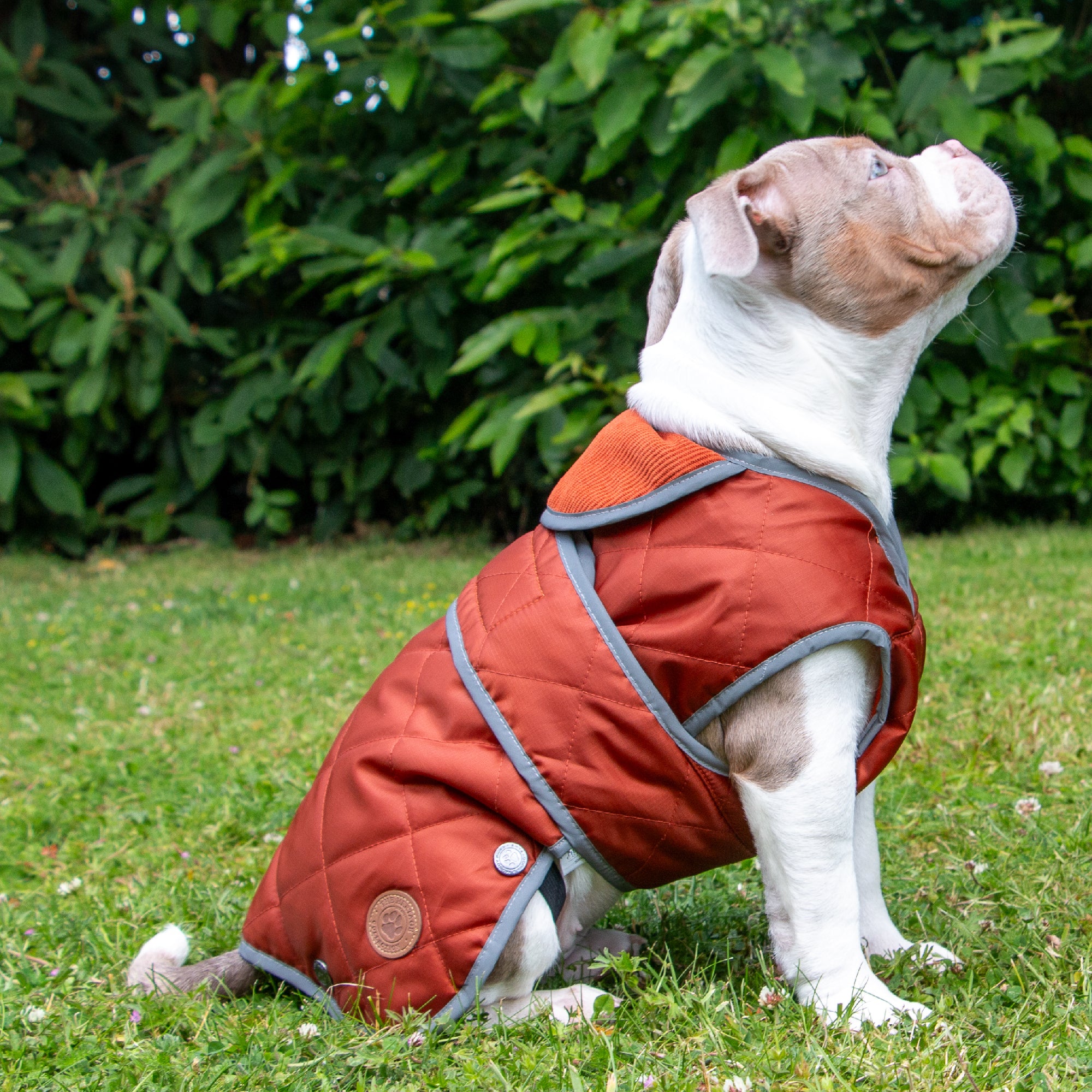 Bulldog puppy sitting in the terracotta quilted coat with grey reflective edging