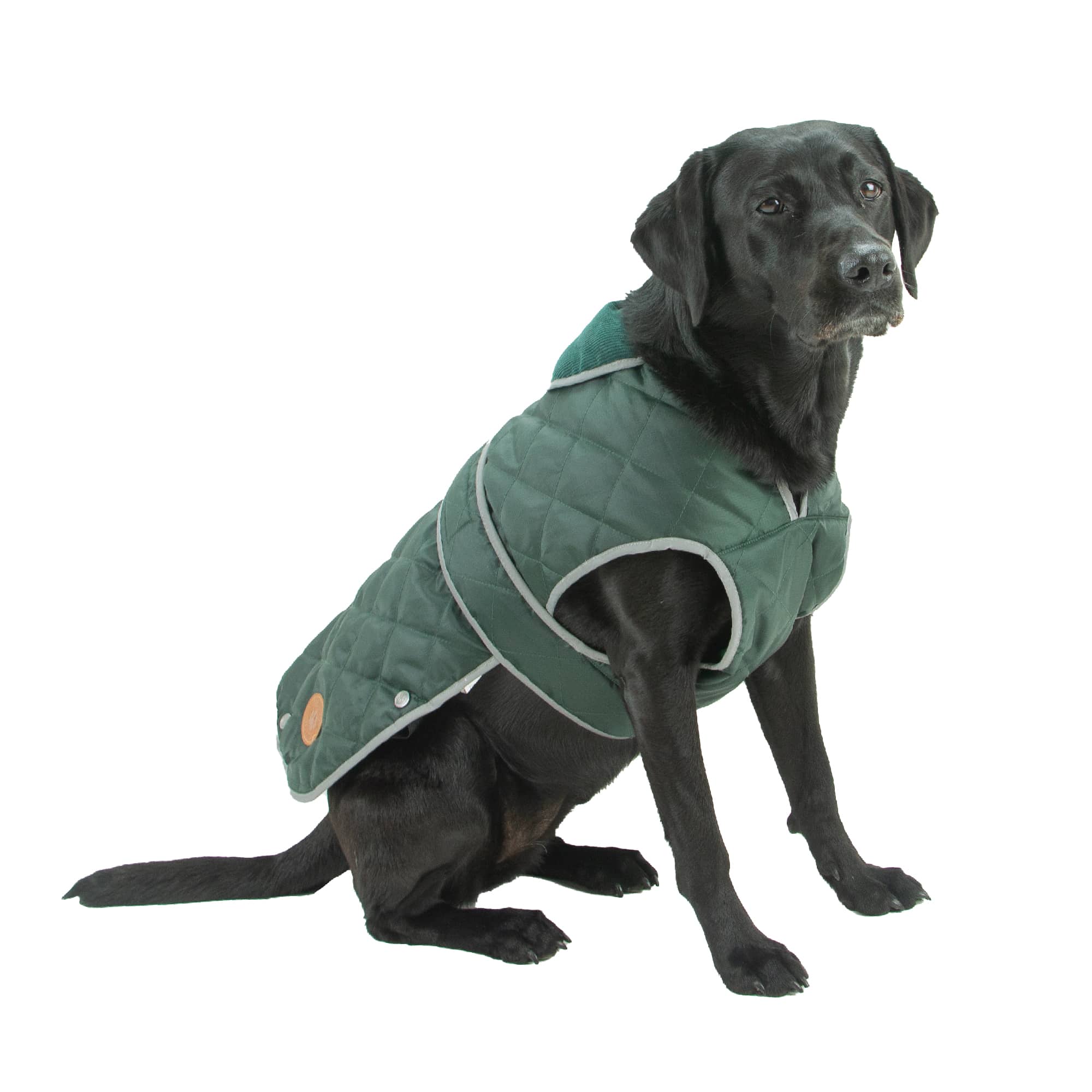 Black Labrador wearing the Ancol Heritage quilted dog coat in green