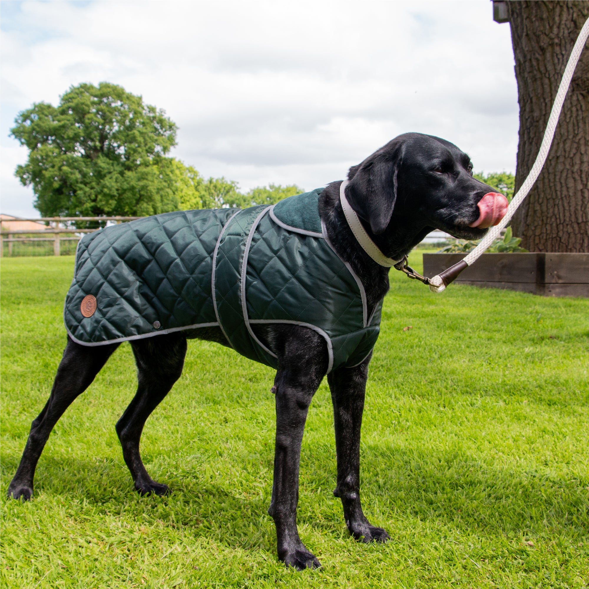 Black pointer-type dog on a lead in the green Heritage quilted coat