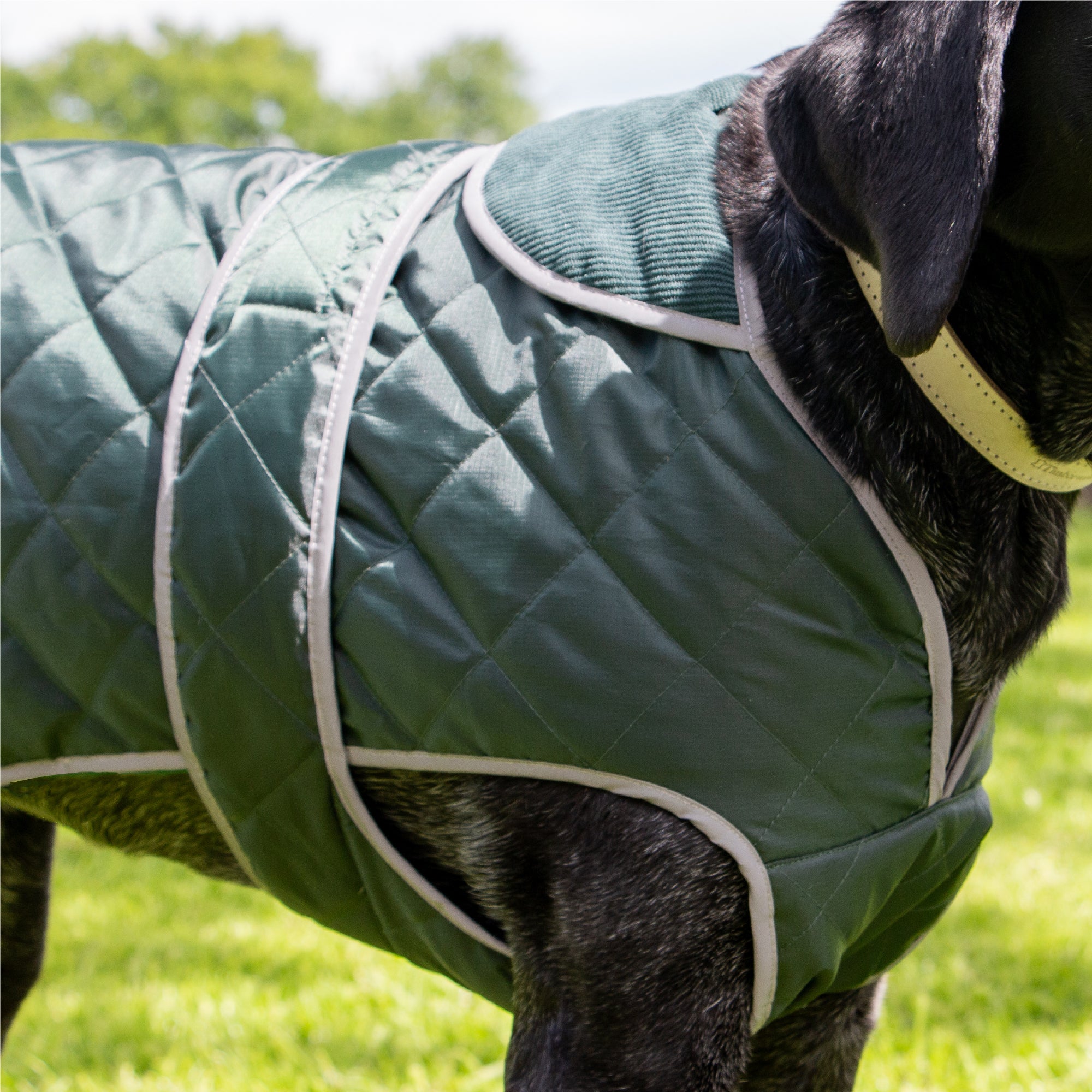 Side detail of the green quilted coat on a black dog with grey reflective edging