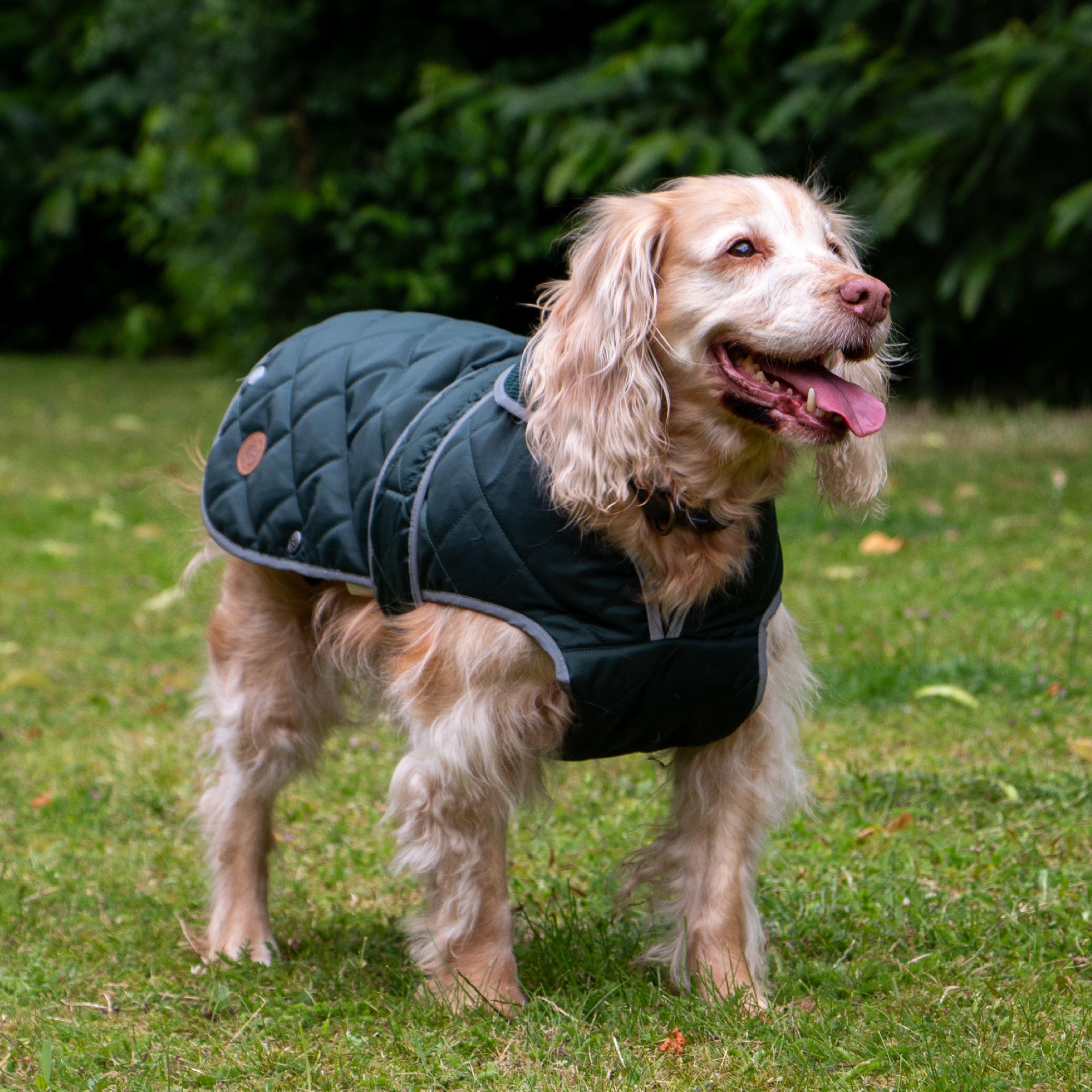 Cocker spaniel wearing the green quilted coat on a lawn