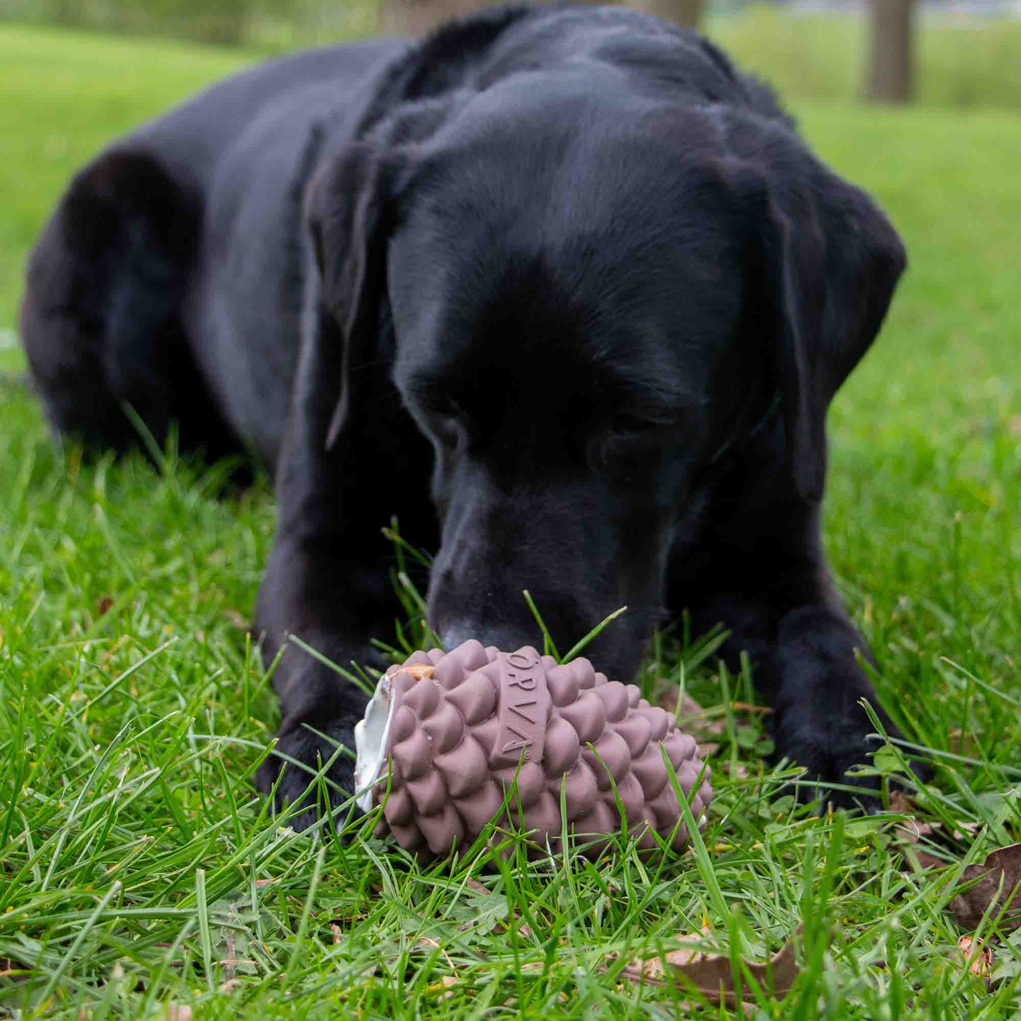 Black Labrador lying on grass with the Örva pine cone toy