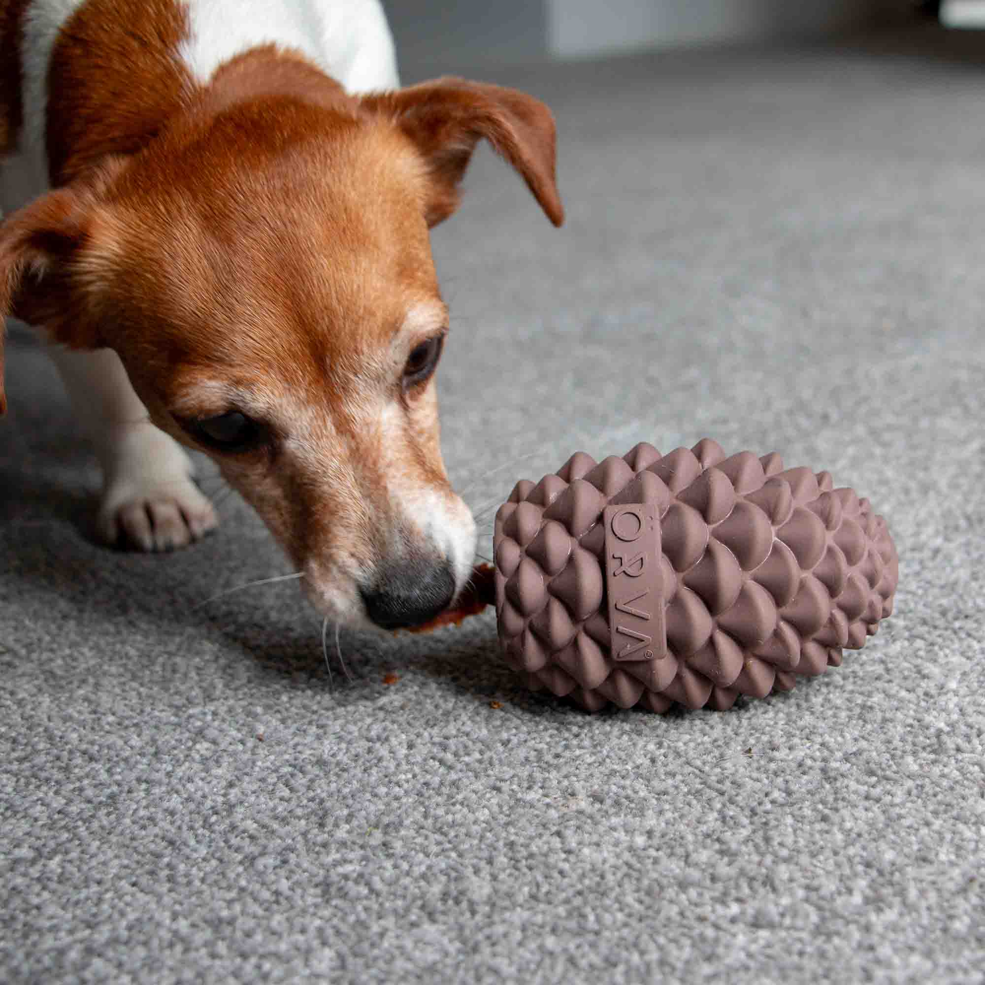 Jack Russell sniffing the Örva pine cone treat toy on a carpet