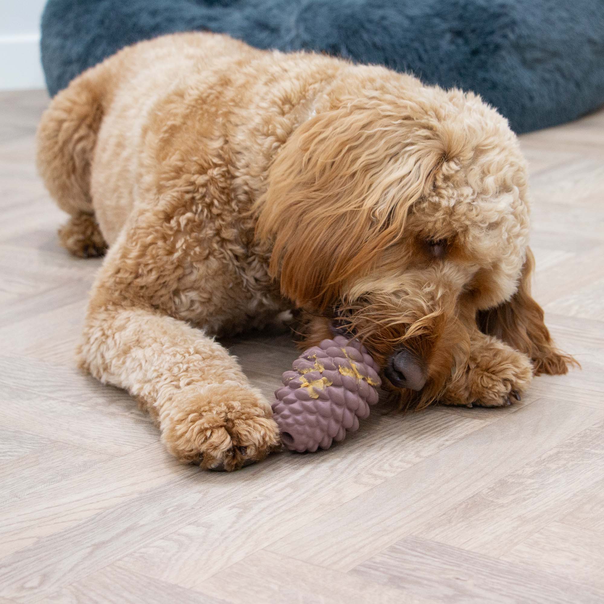 Cockapoo-type dog licking treats from the Örva pine cone on a wooden floor