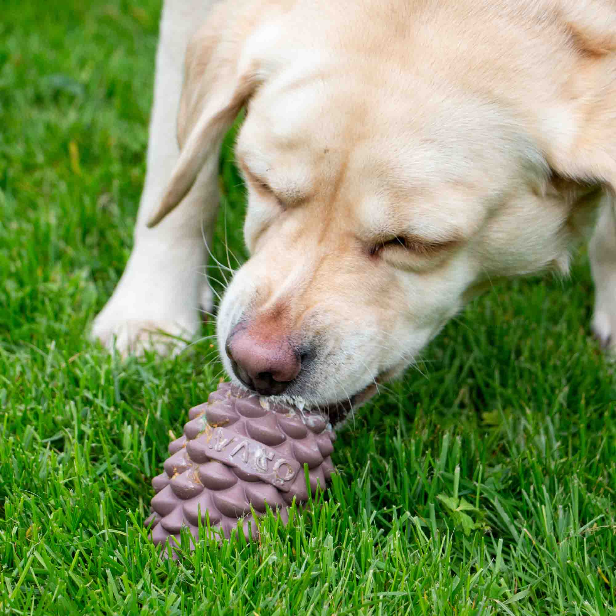 Yellow Labrador working at the Örva pine cone on grass