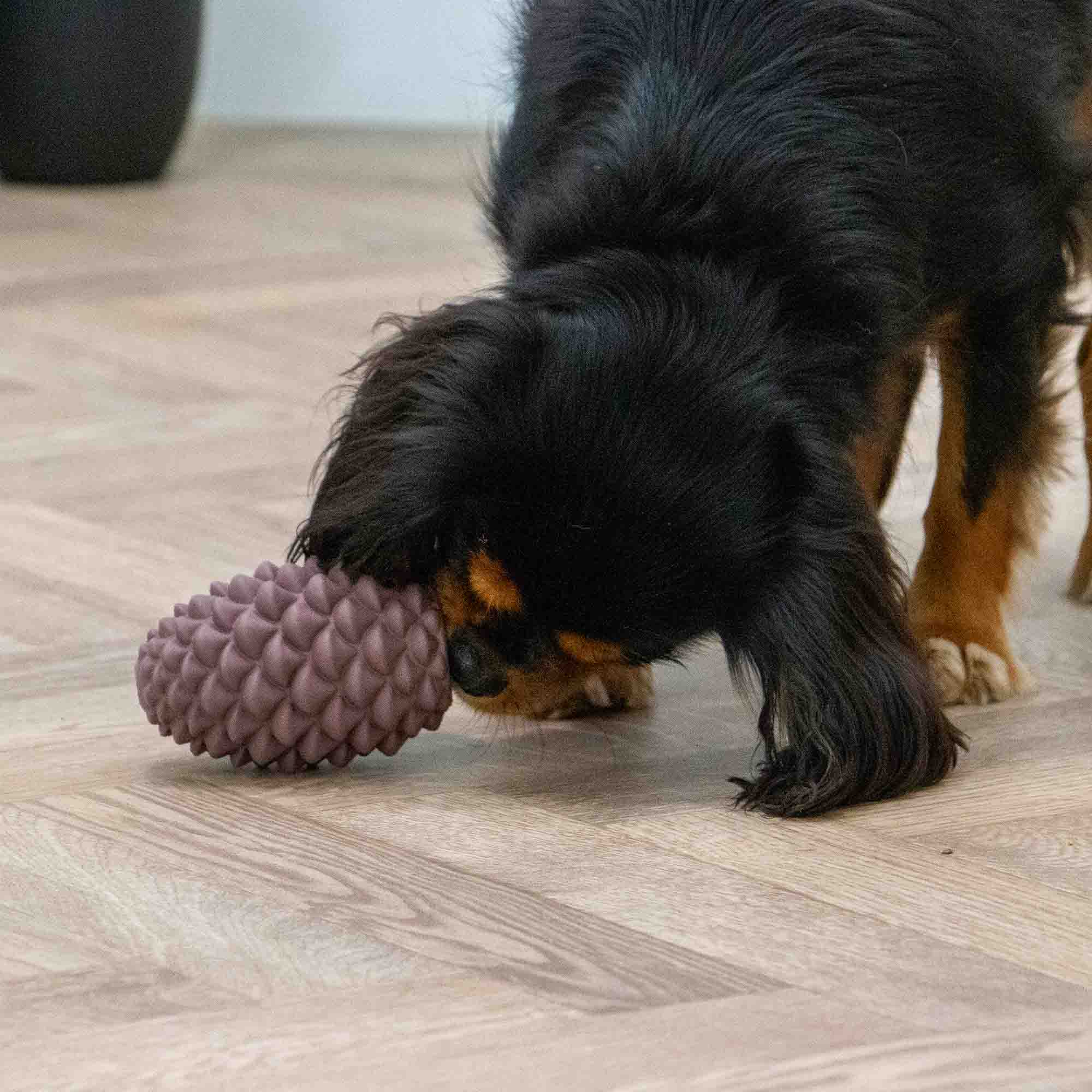 Black and tan spaniel nosing the Örva pine cone across a wooden floor