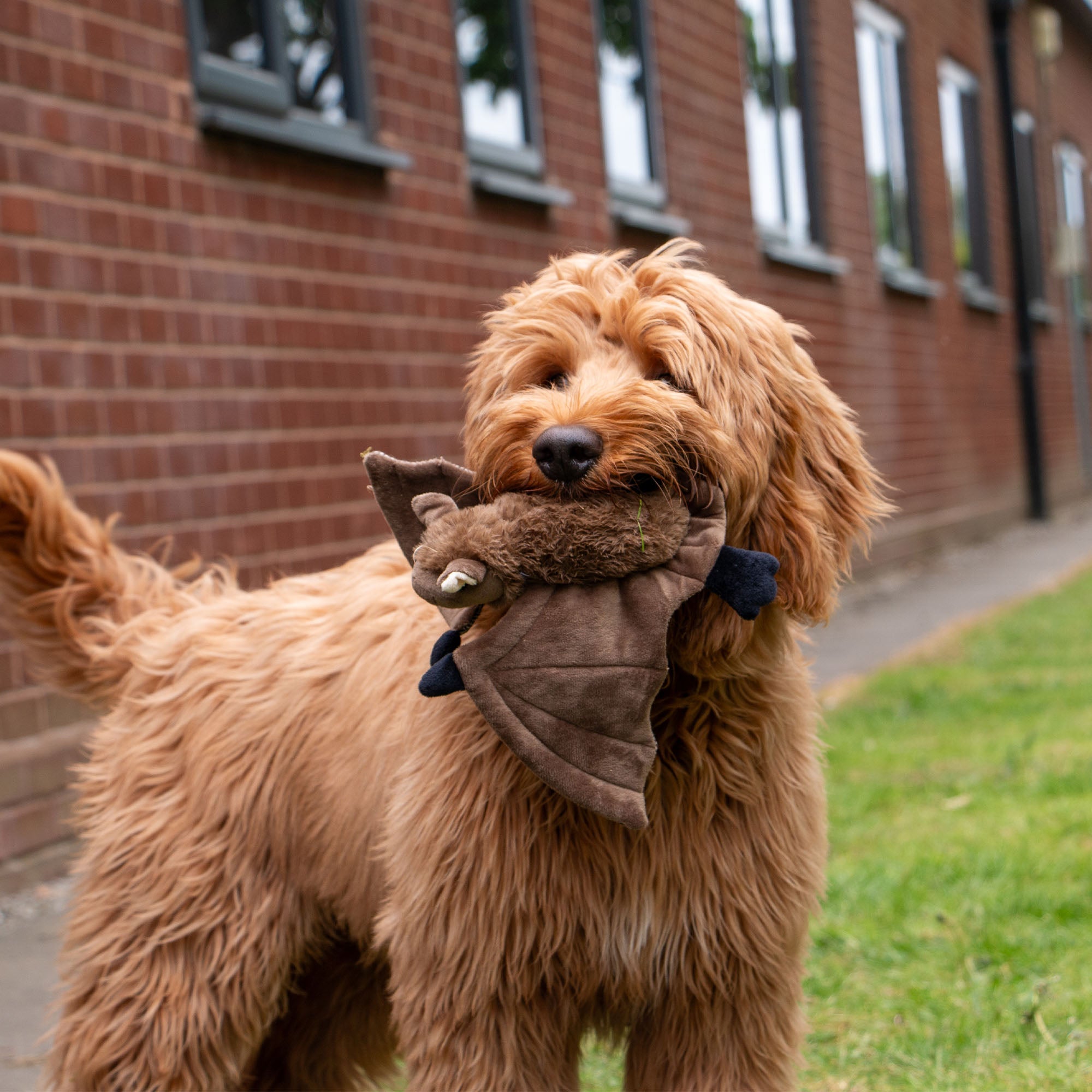 Cockapoo carrying the Ancol Heritage Barnaby Bat plush toy outside