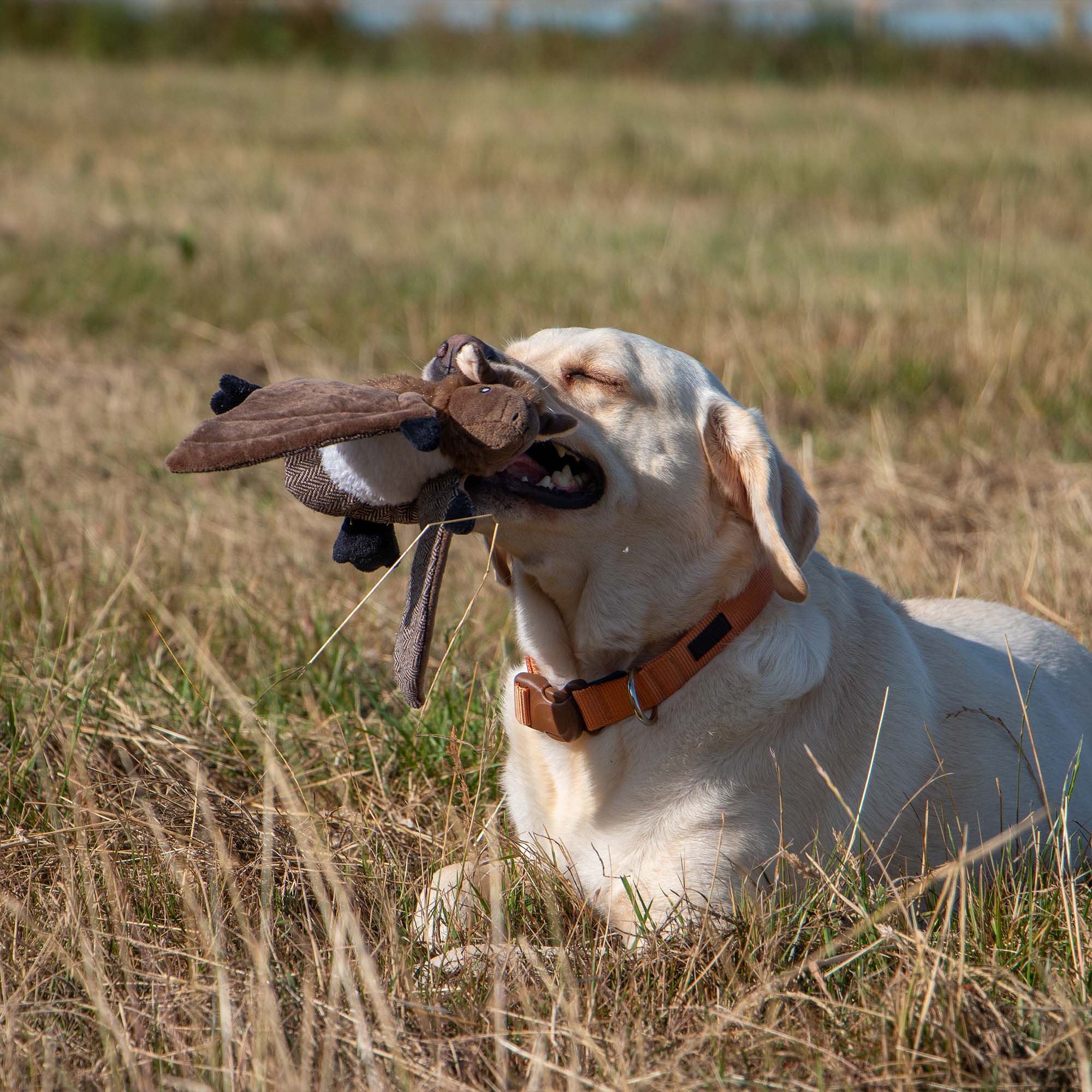 Yellow Labrador lying in a field holding Barnaby Bat in its mouth