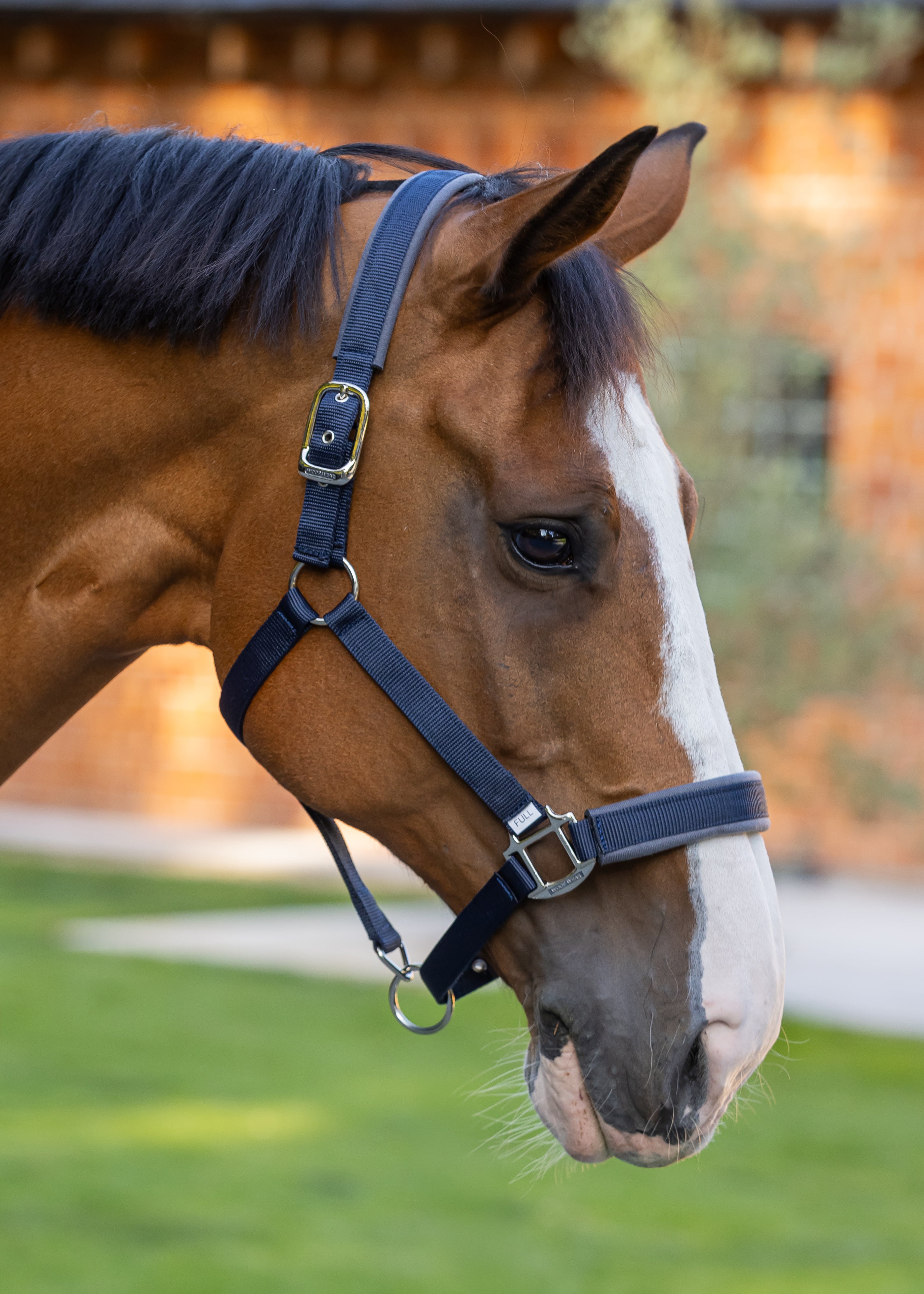 Woof Wear Contour Head Collar in navy
