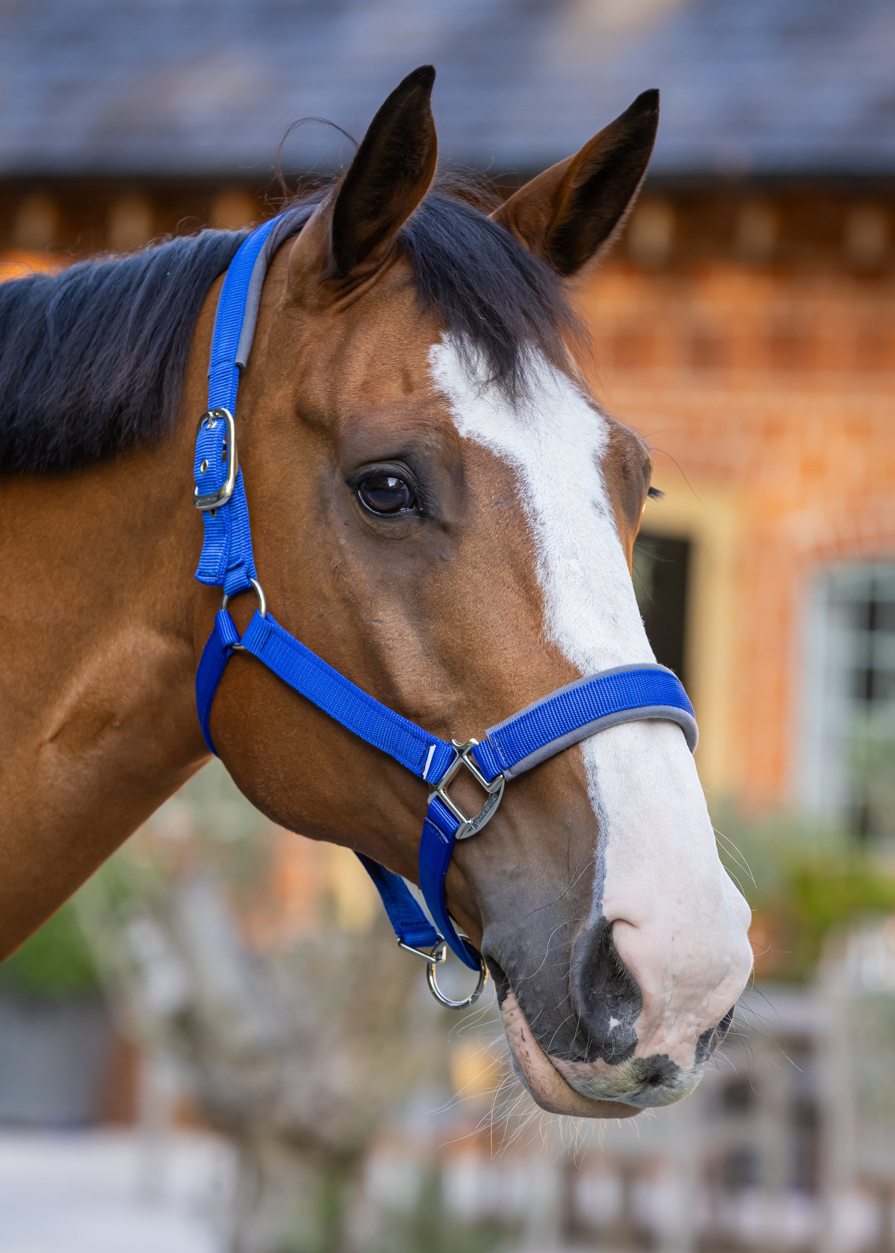 Woof Wear Contour Head Collar in electric blue