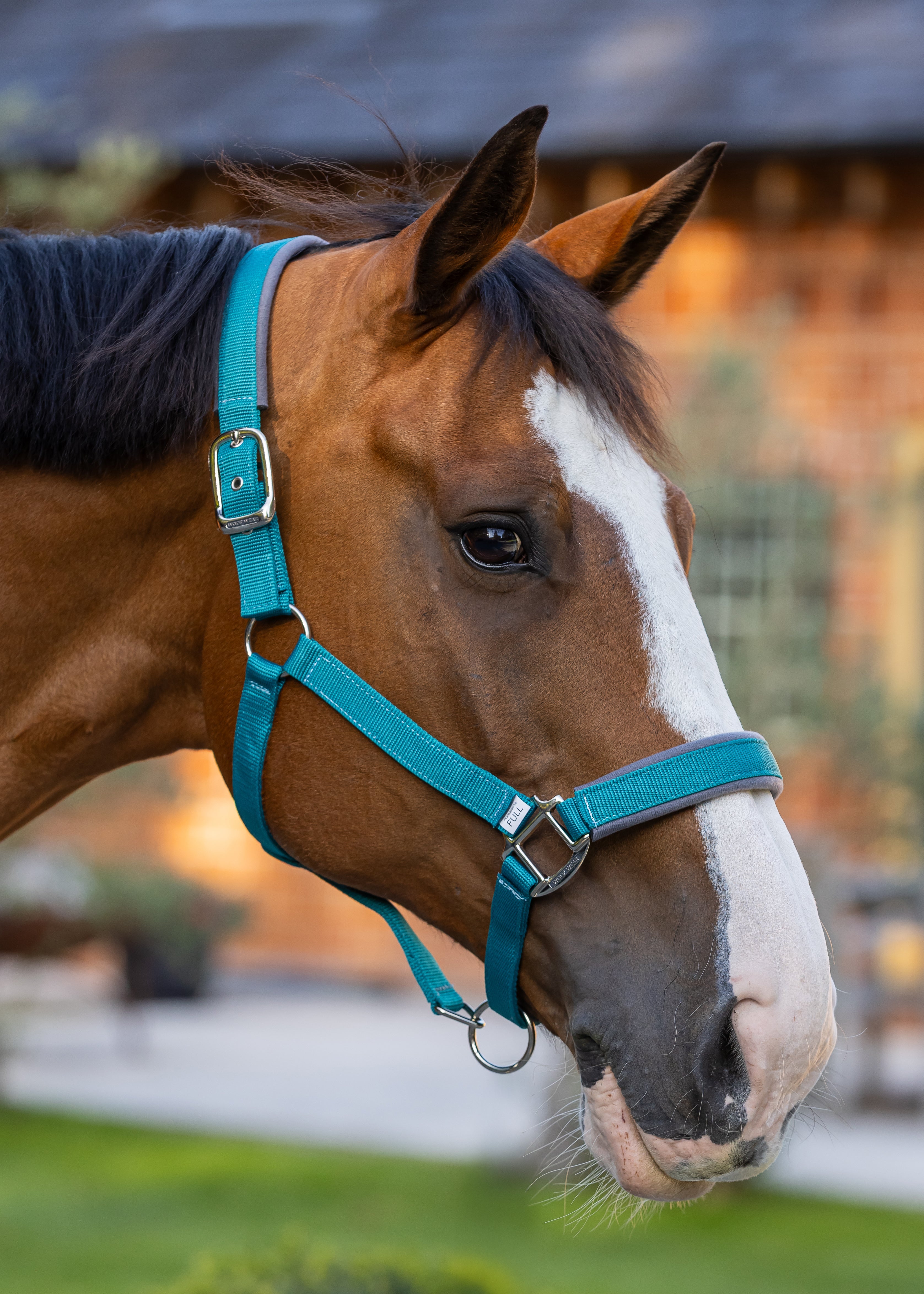 Woof Wear Contour Head Collar in ocean