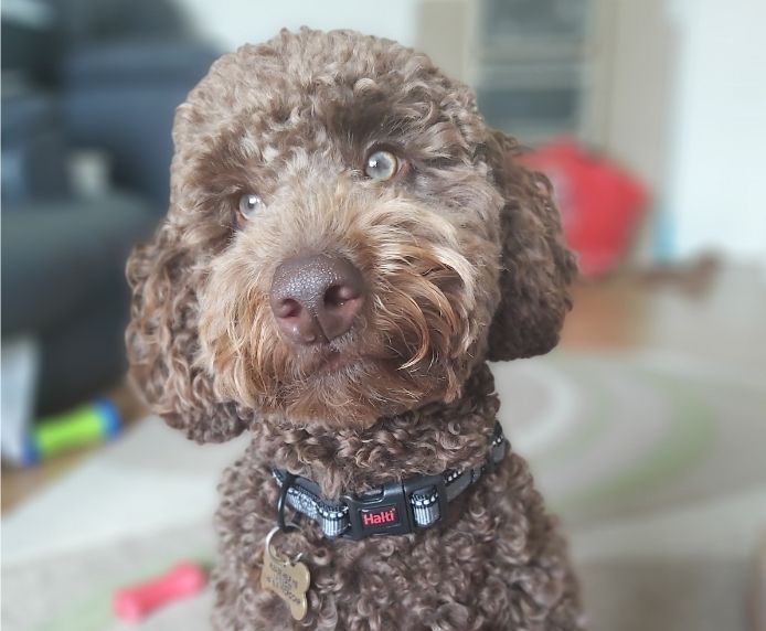 Company of Animals Halti Comfort Collar Black