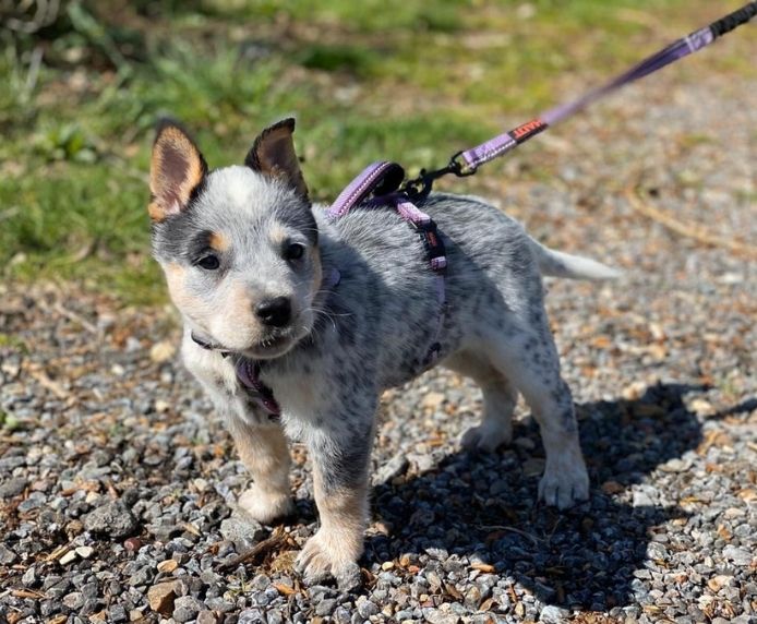 Company of Animals Halti Walking Harness Purple