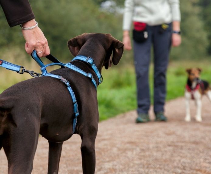 Halti Walking Harness Black in use