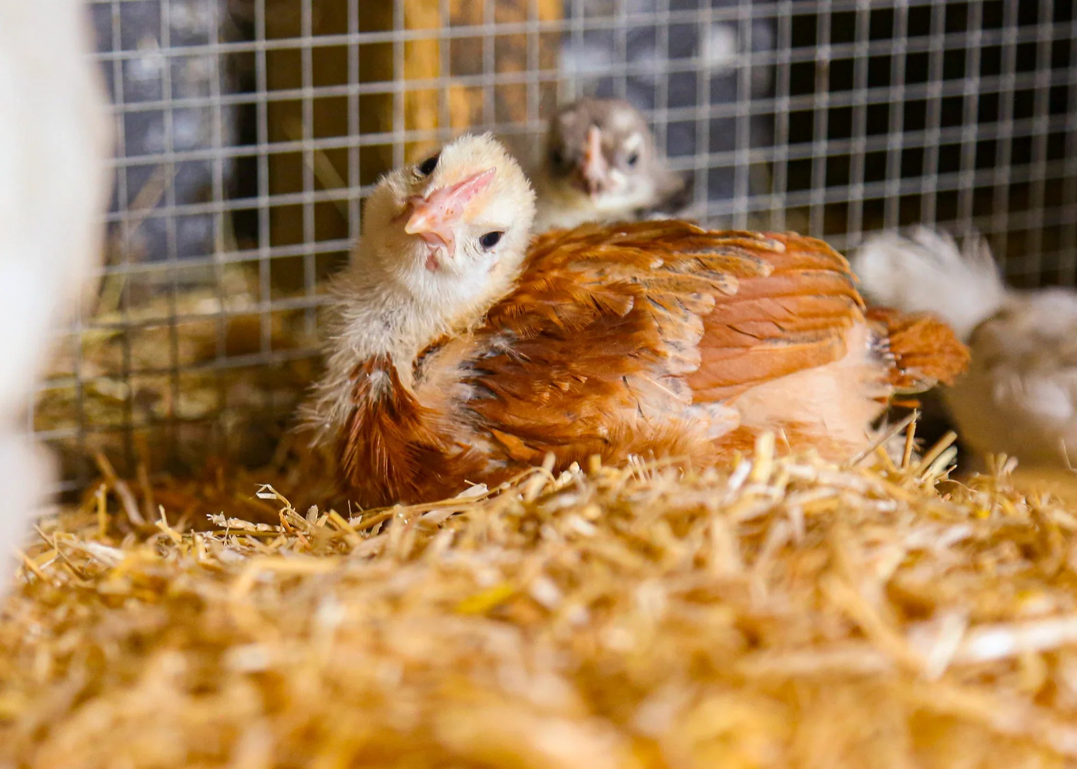 Chicksoft Poultry Bedding – Premium Soft Wheat Straw Bedding for Healthy, Comfortable Chickens 16kg