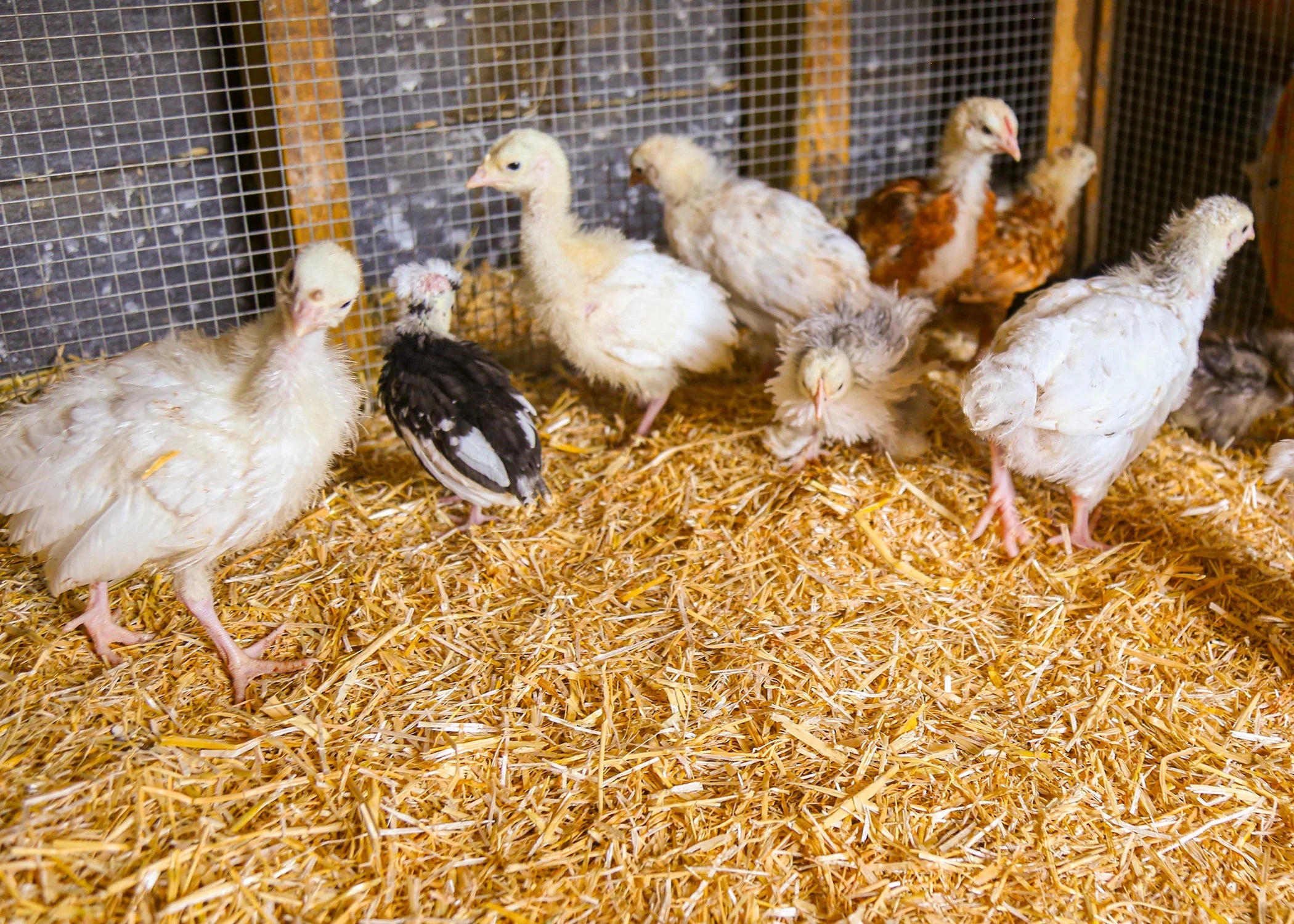 Chicksoft Poultry Bedding – Premium Soft Wheat Straw Bedding for Healthy, Comfortable Chickens 16kg